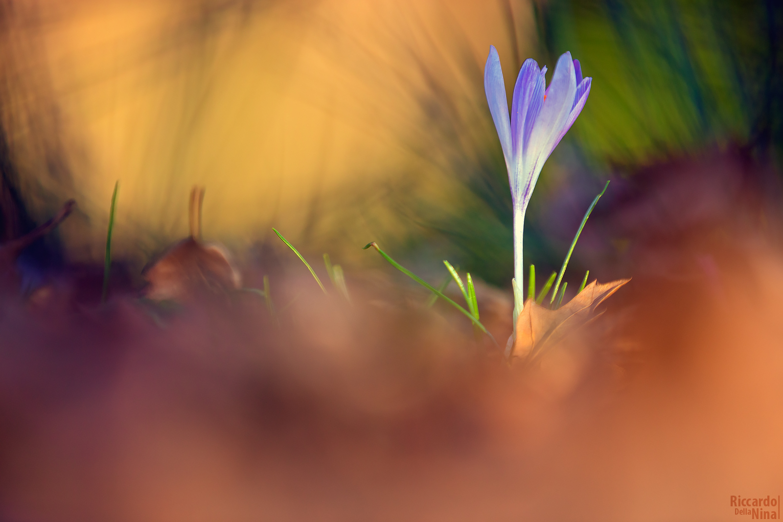 crocus