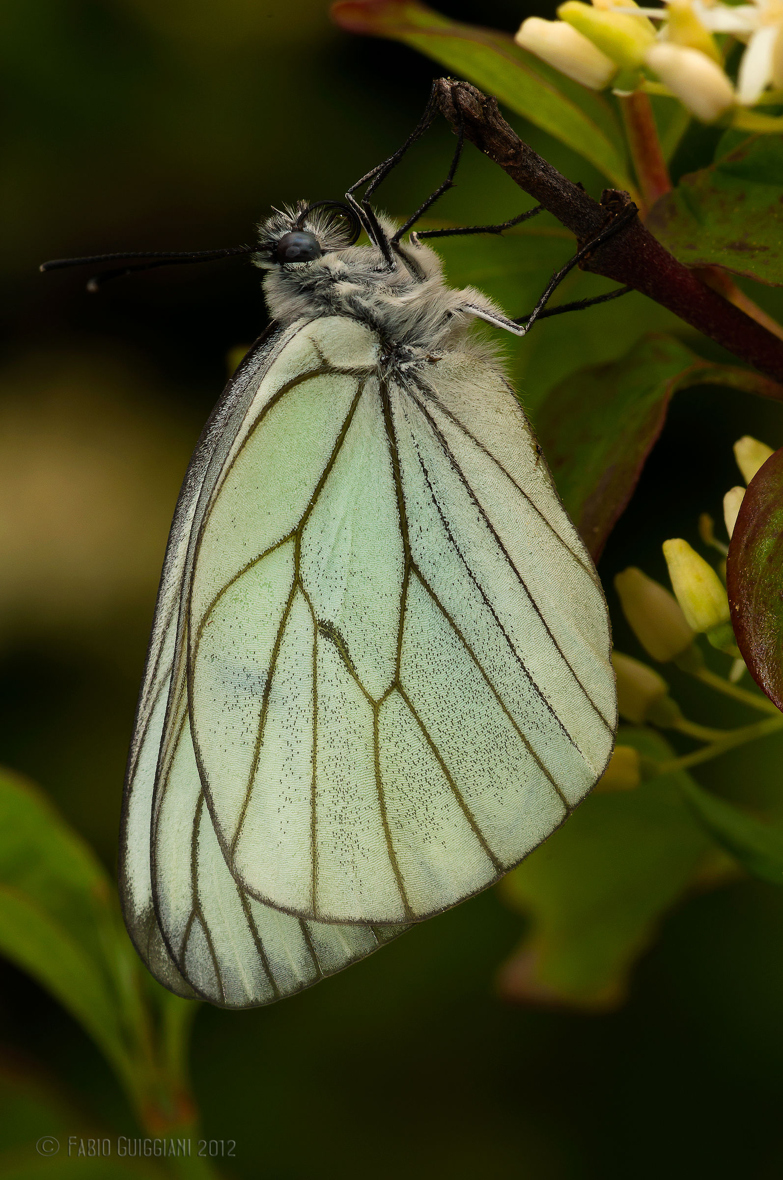 Aporia Crataegi