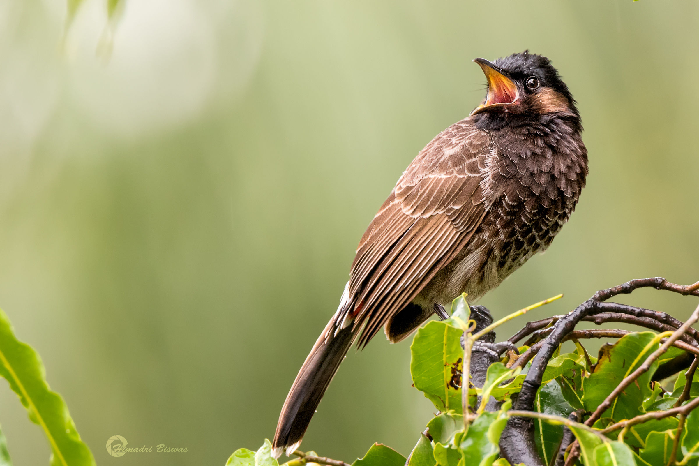 Red vented bulbul