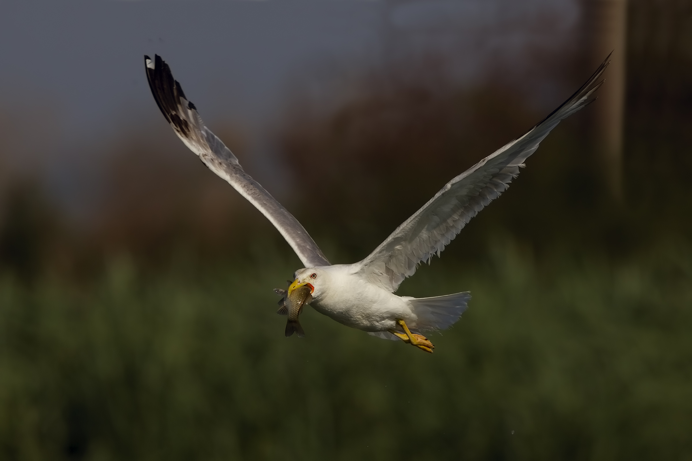 Seagull in the swamp