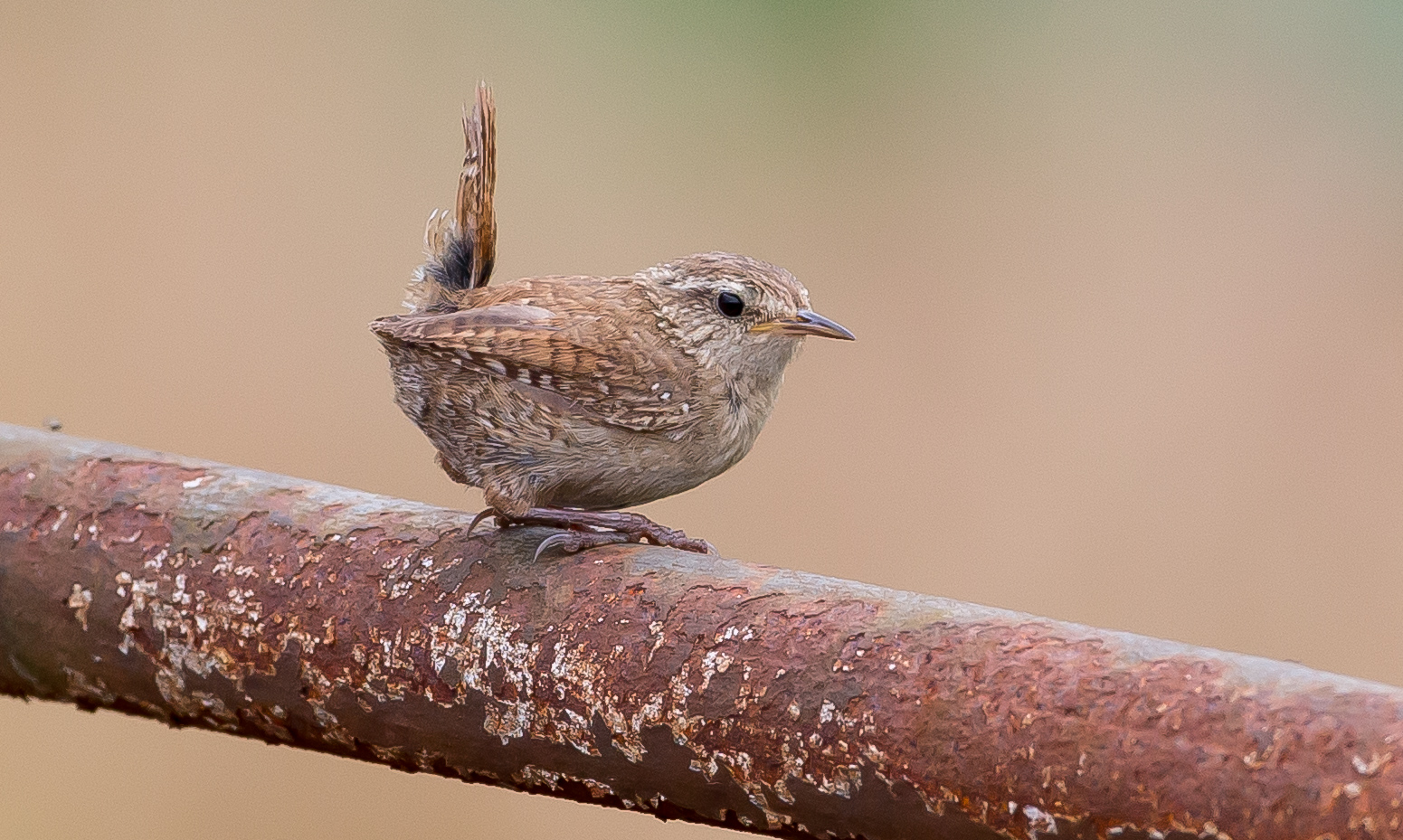 Wren