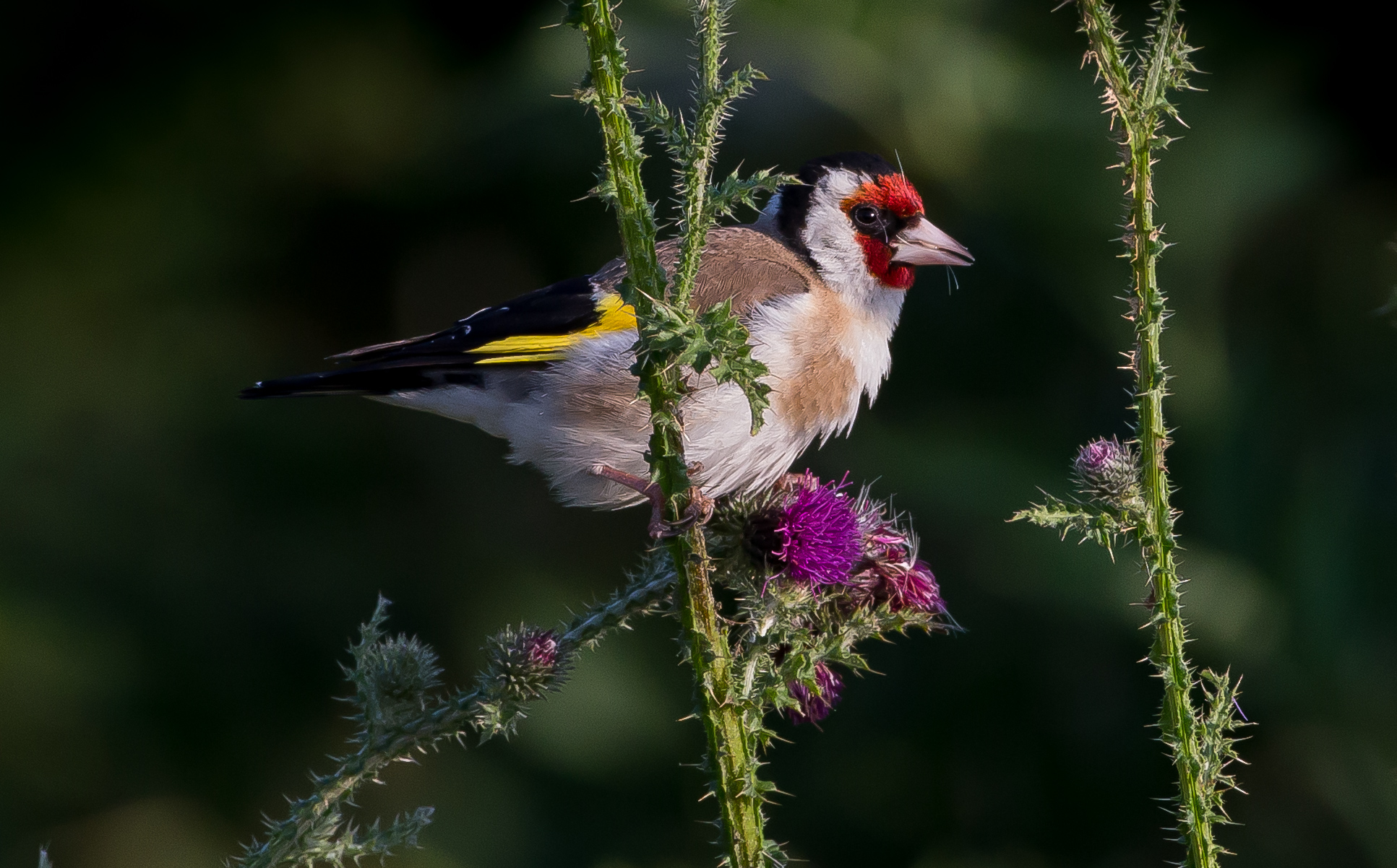 Goldfinch
