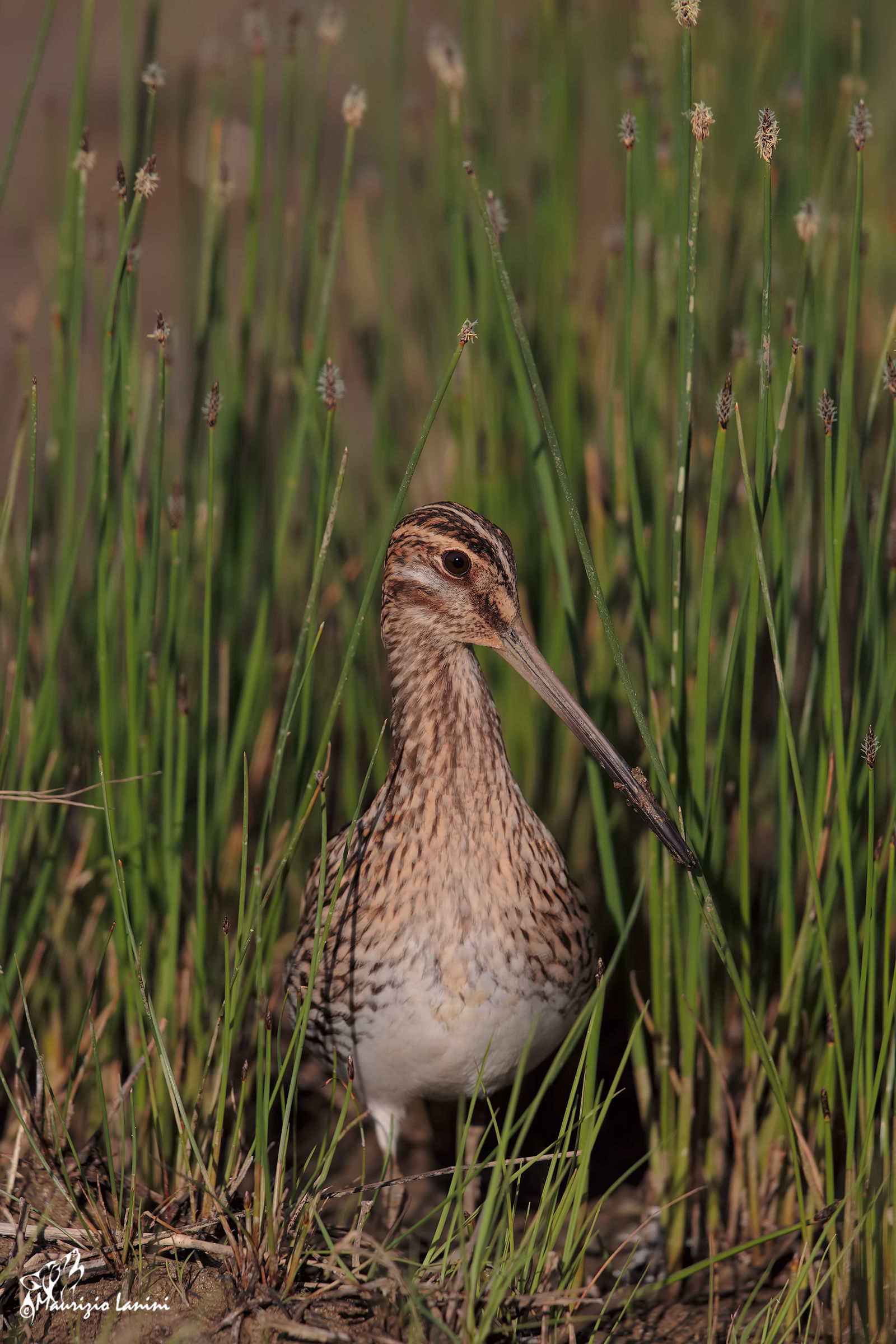 Beccaccino tra i giunchi pungenti ( solo HD)