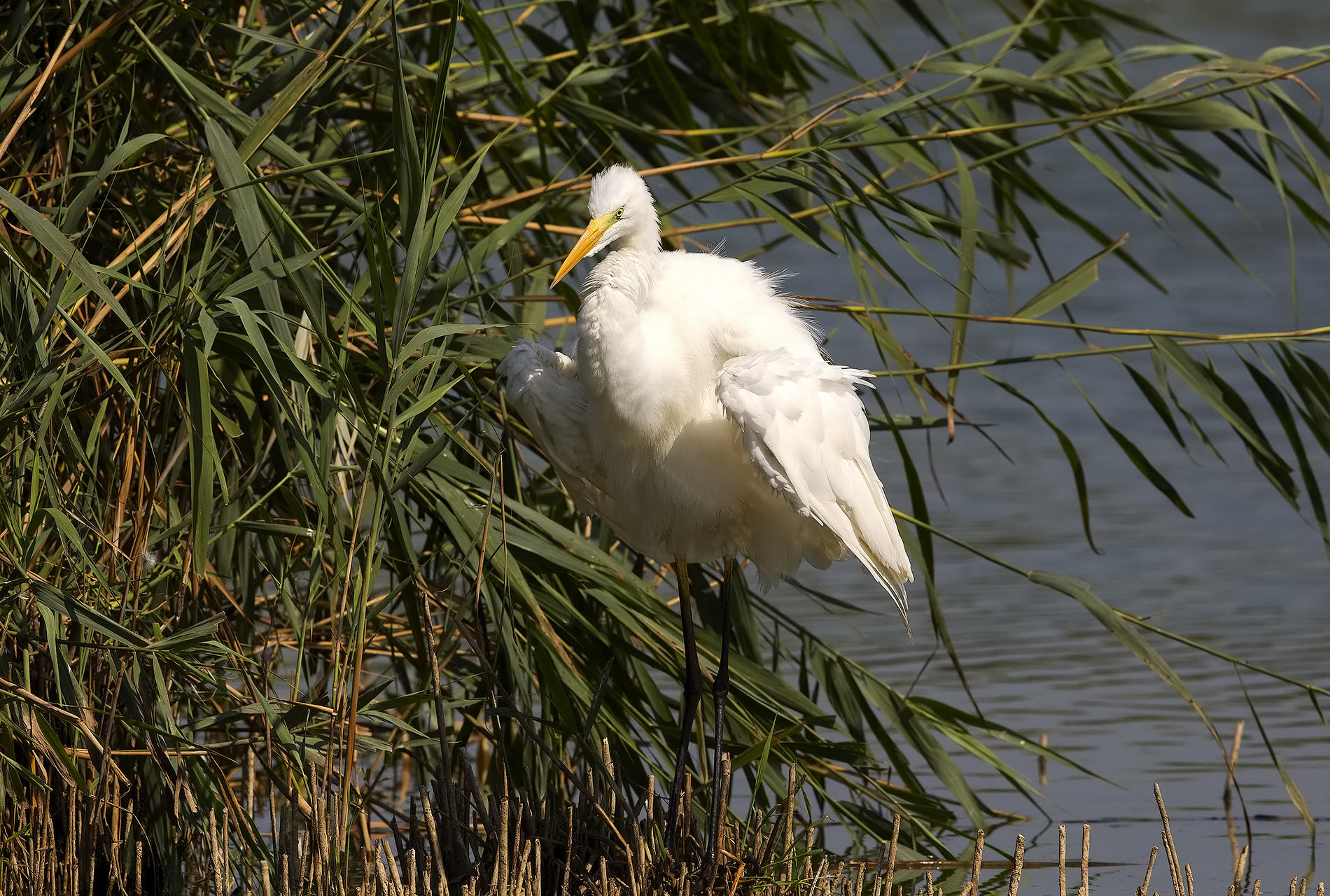 white heron wad