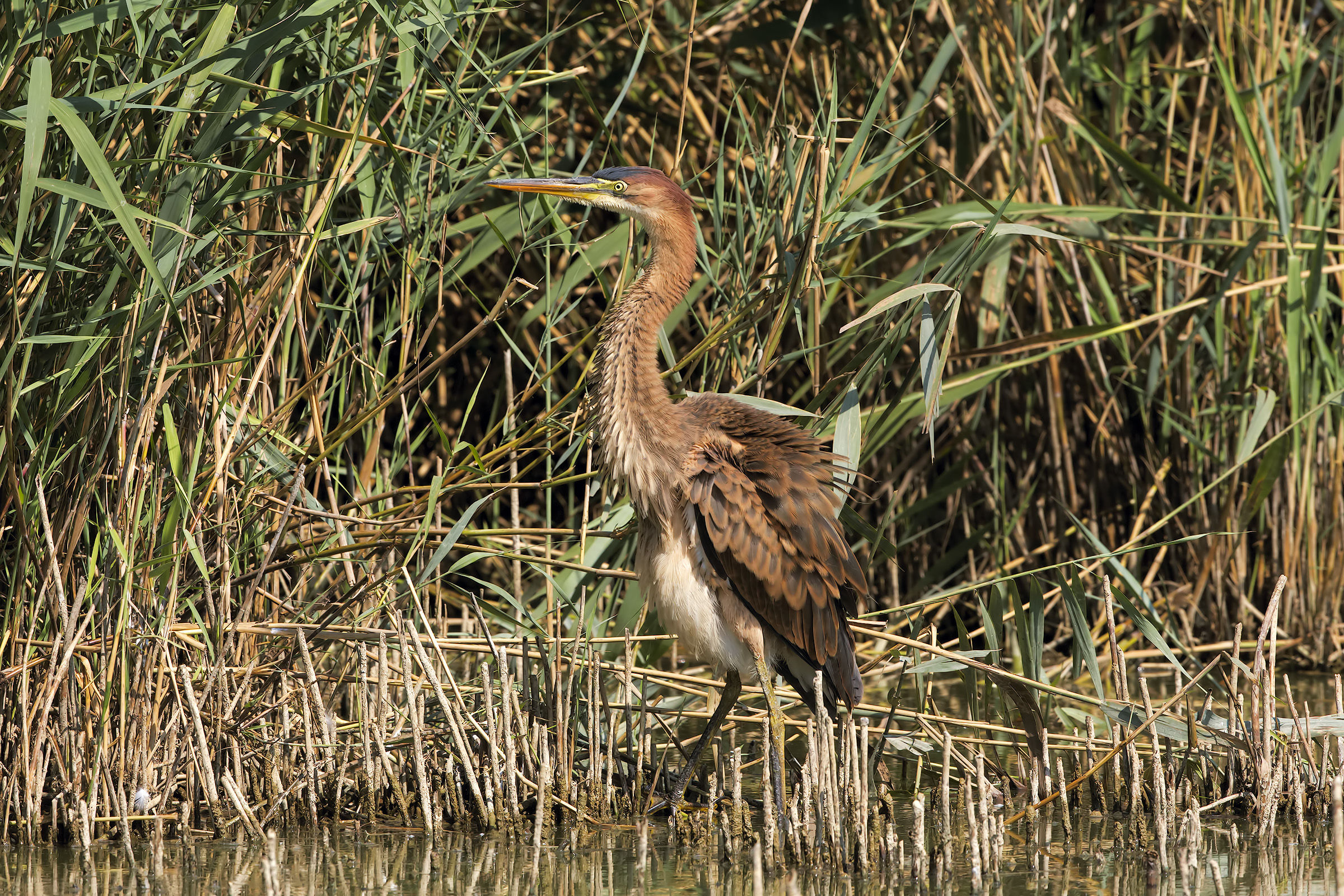 purple heron in stretching
