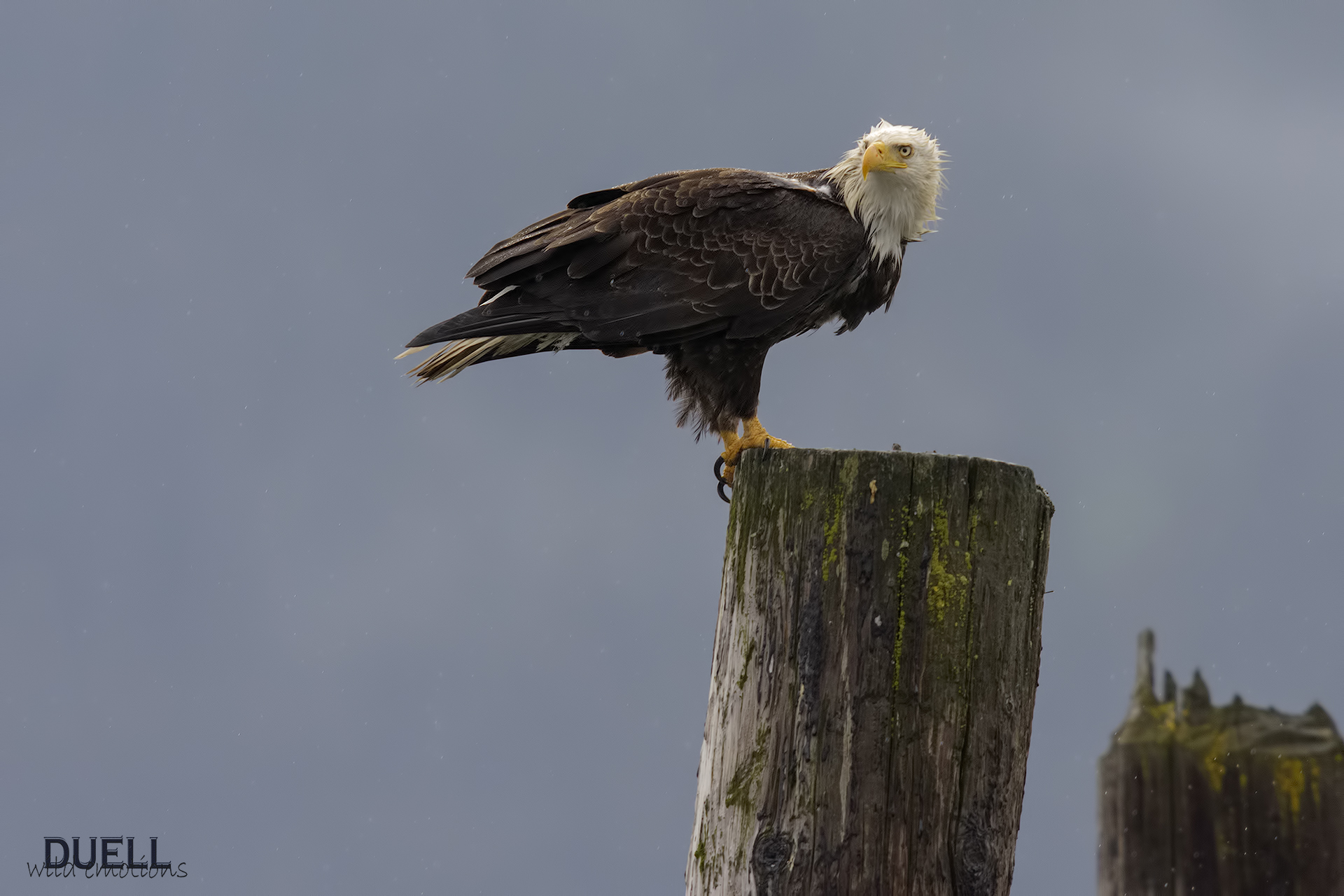 the lookout of the old port