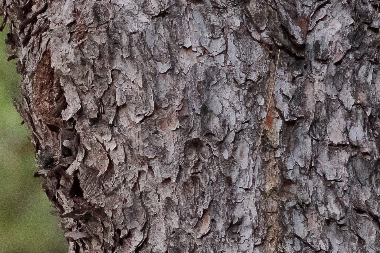 5Dsr 4000iso - crop 100%