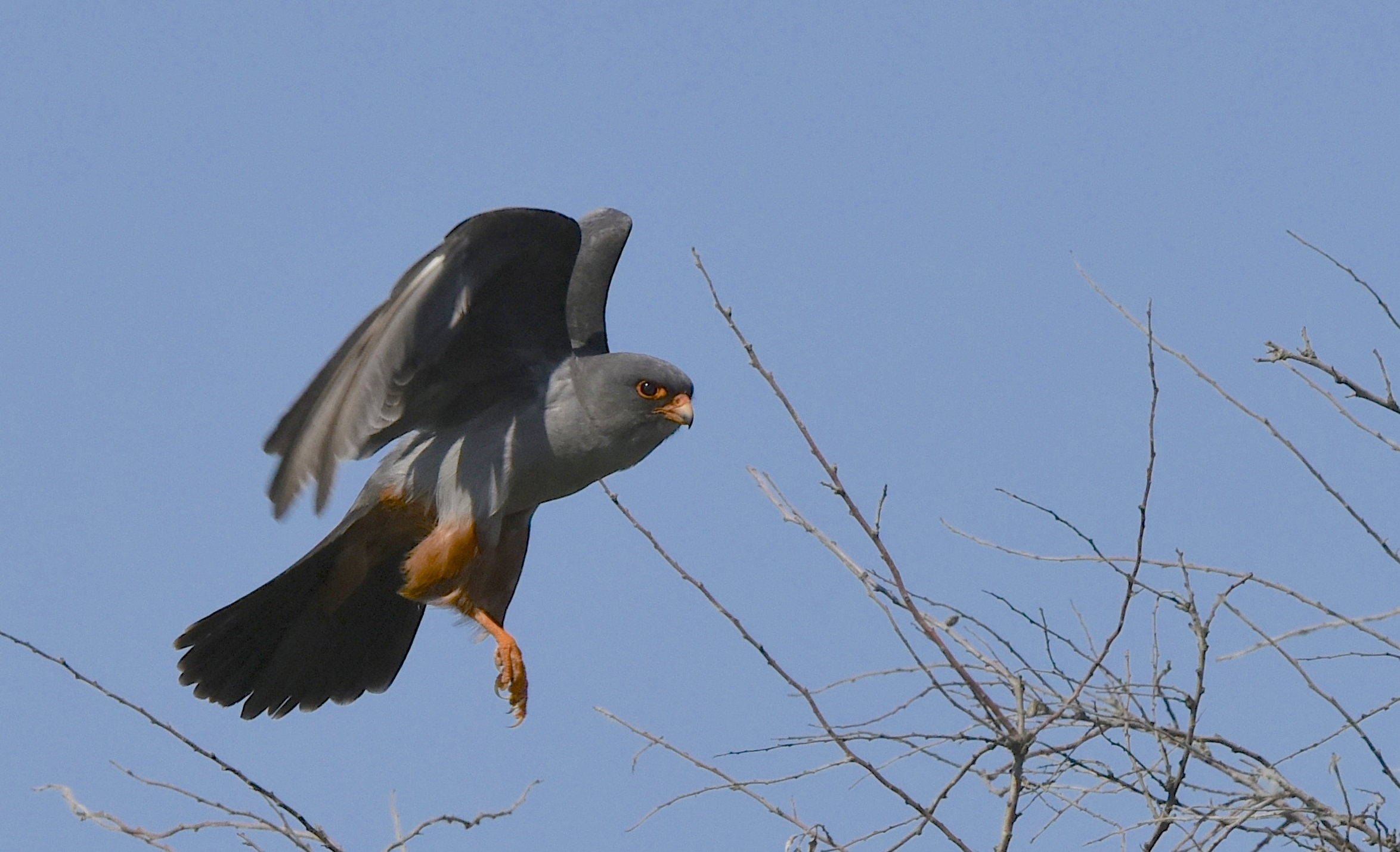 Red-footed Falcon