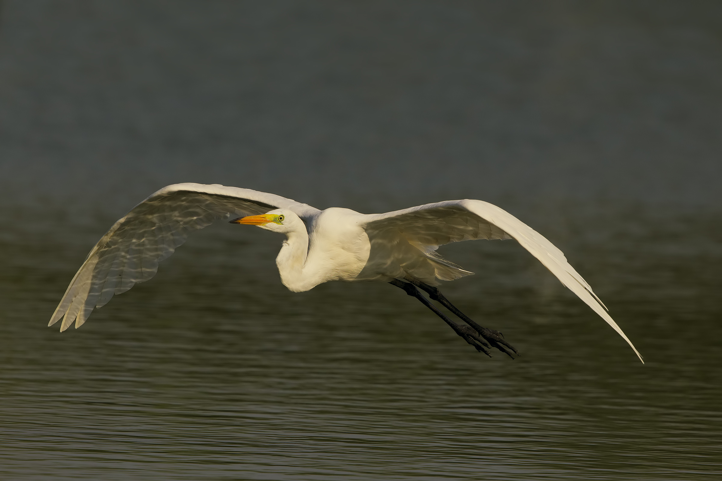 White egret in flight 1