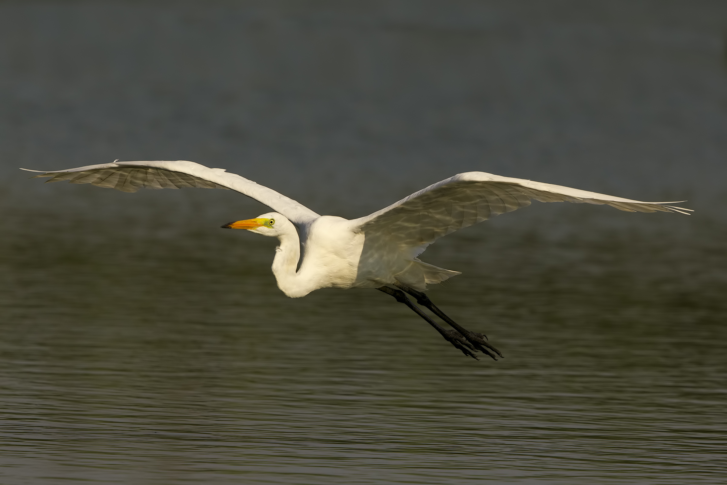 Egret in flight