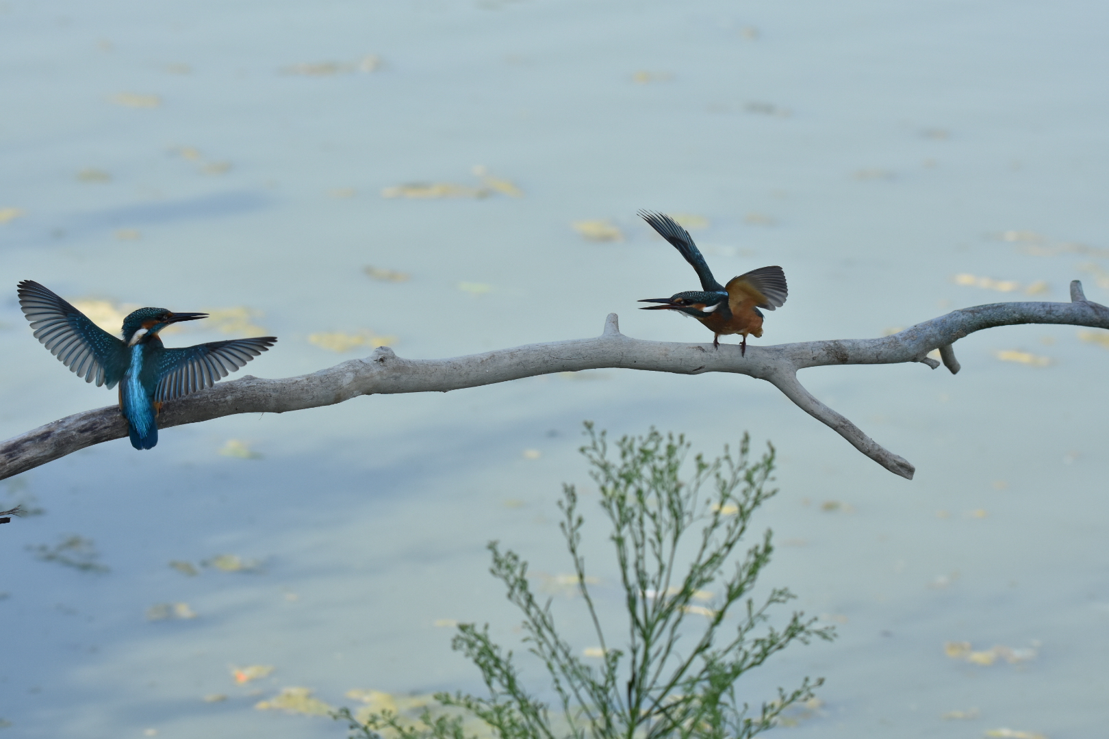 discussion of torque