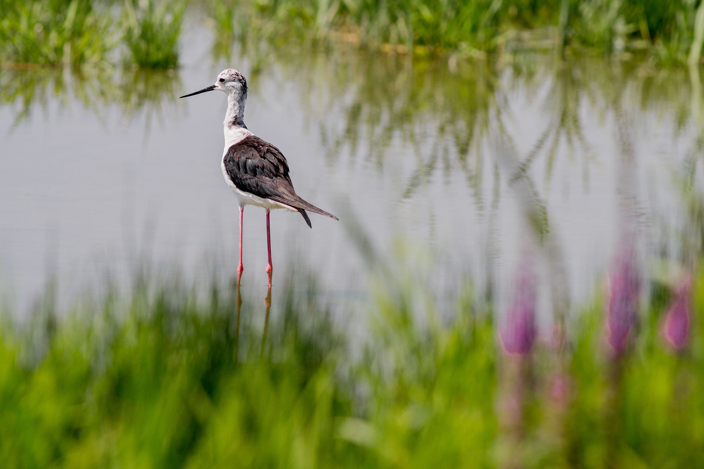 Cavaliere ambientato