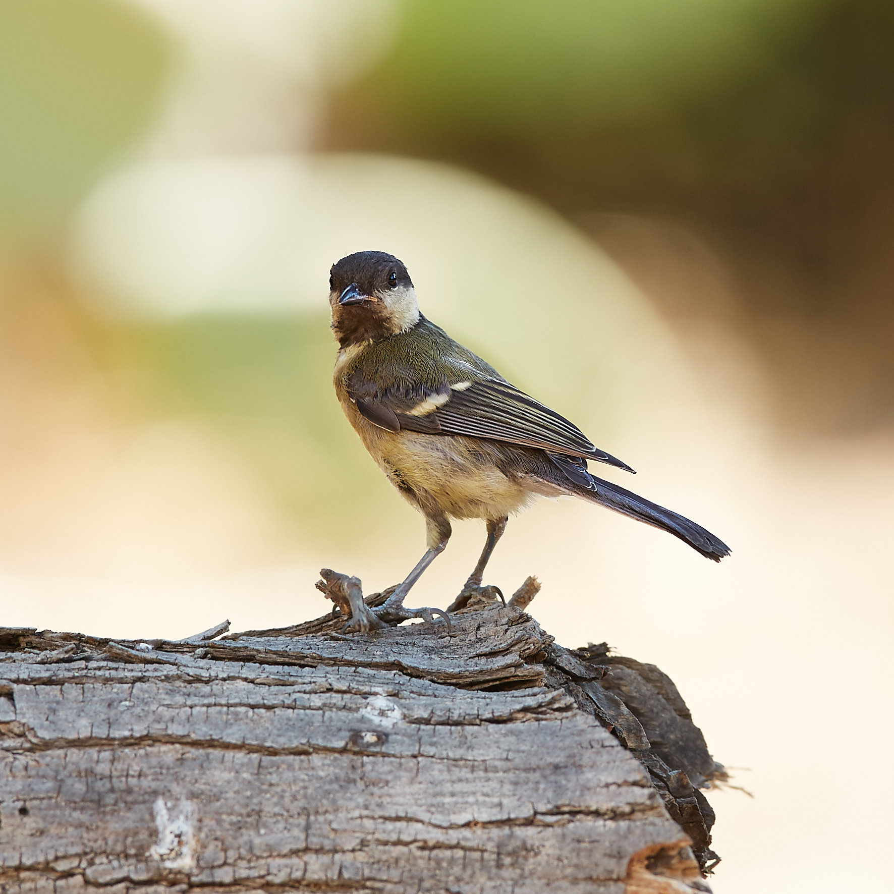 aid that is volatile?