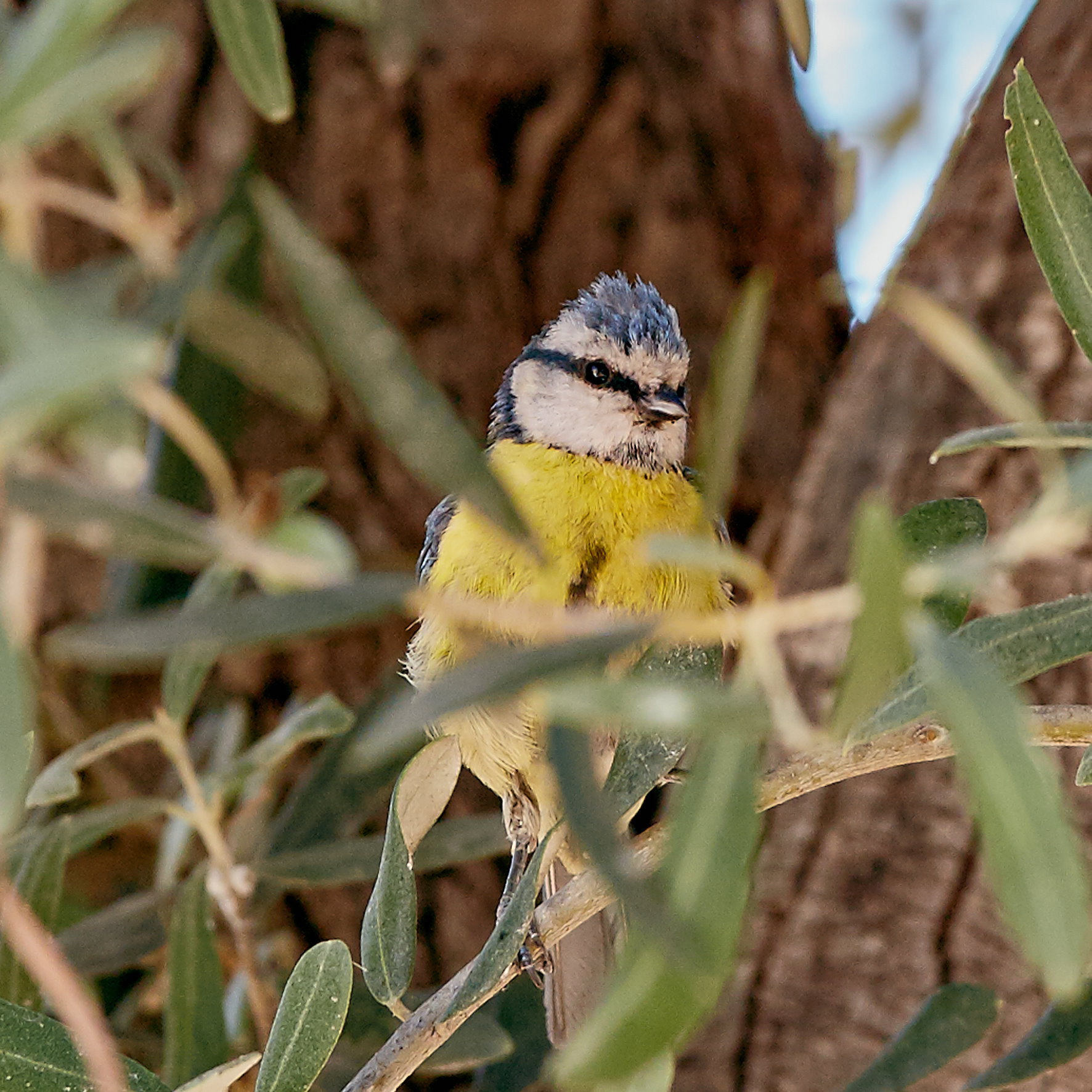 Tit between sheets of olive