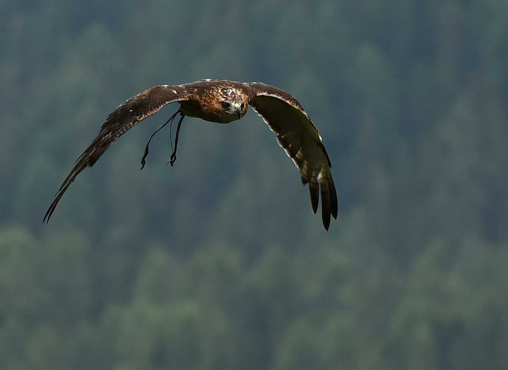 Red-tailed buzzard 1