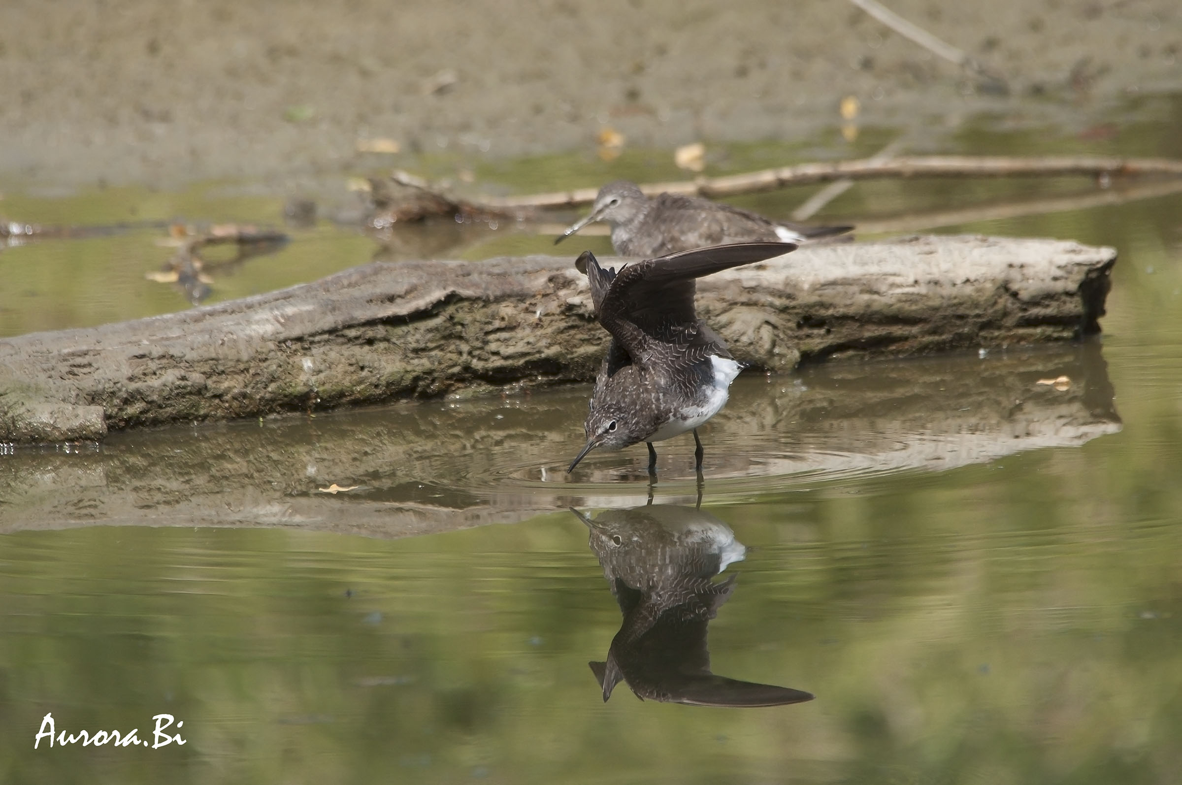 Green Sandpiper