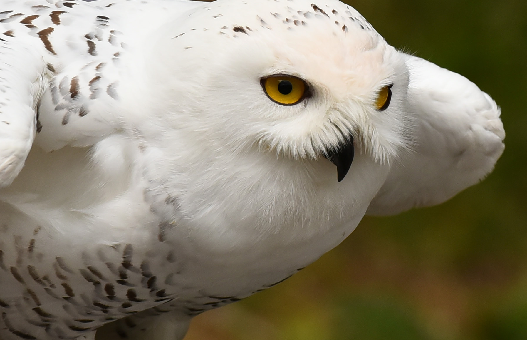 snowy owl