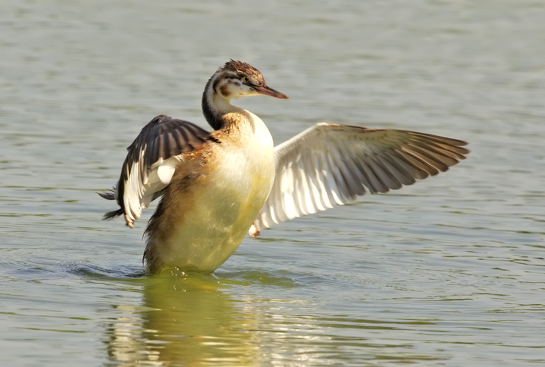 Grebe in streching