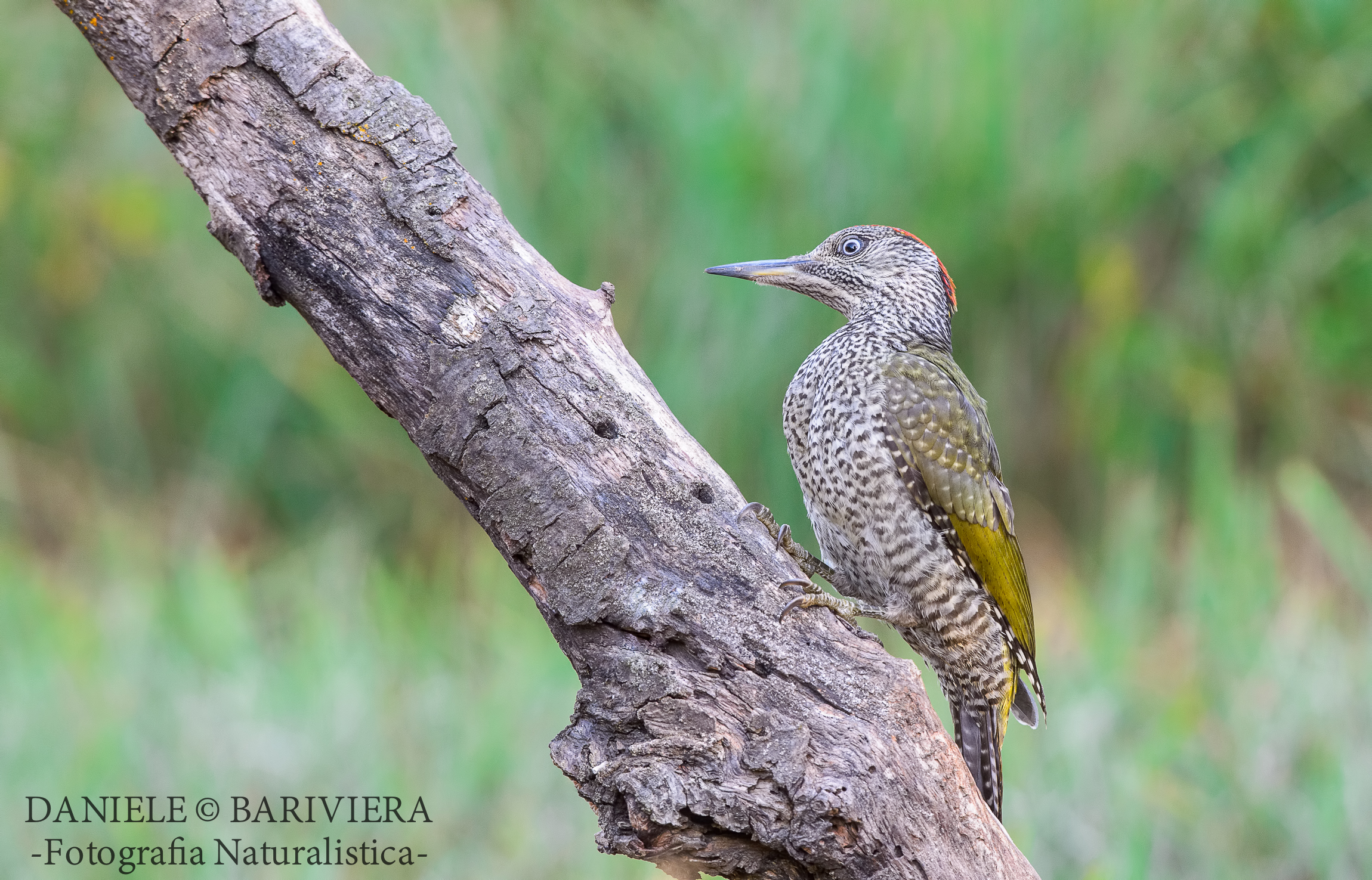 Giovanotto verde alle prime luci ....