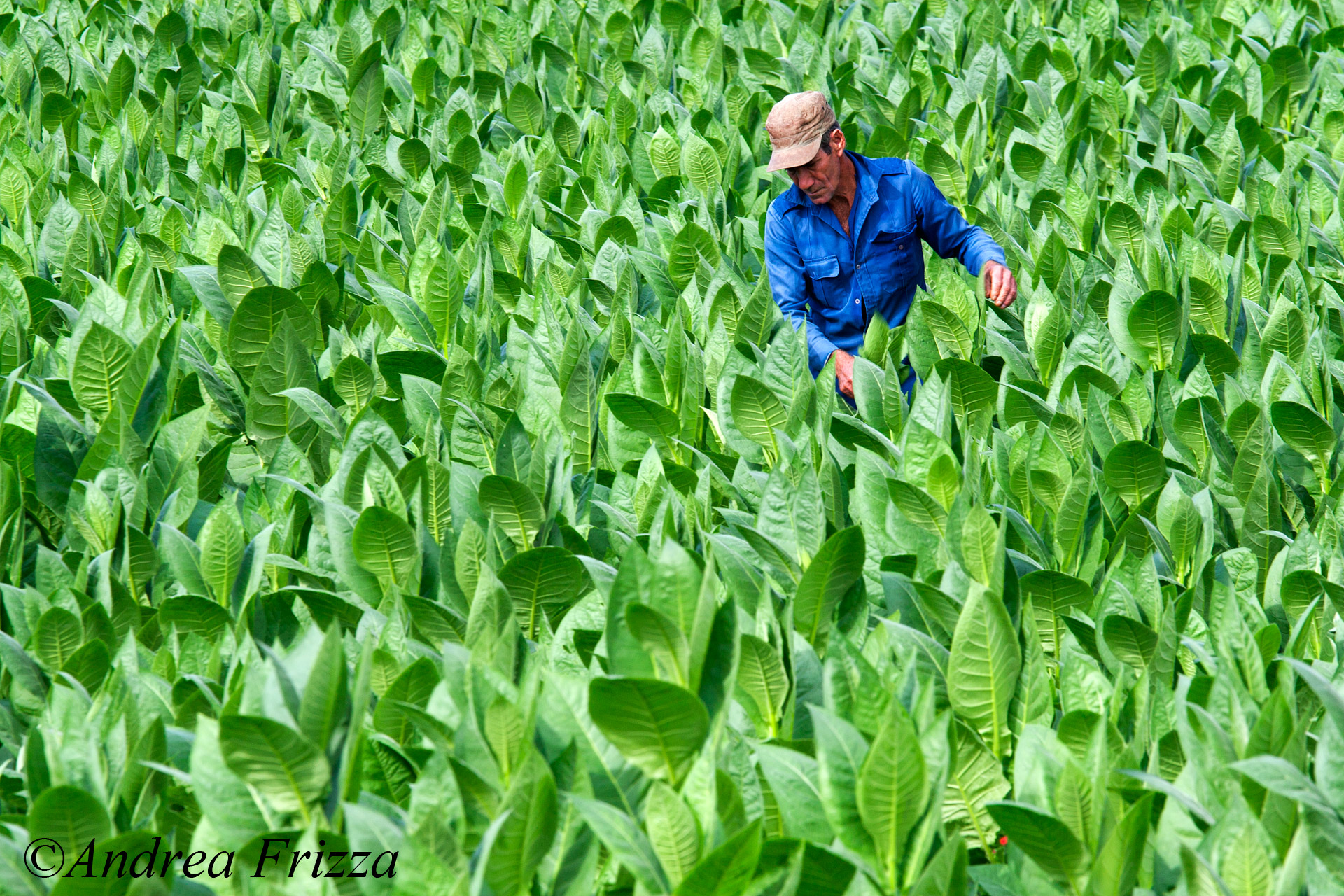 Crops of Tobacco - Vinales - Cuba