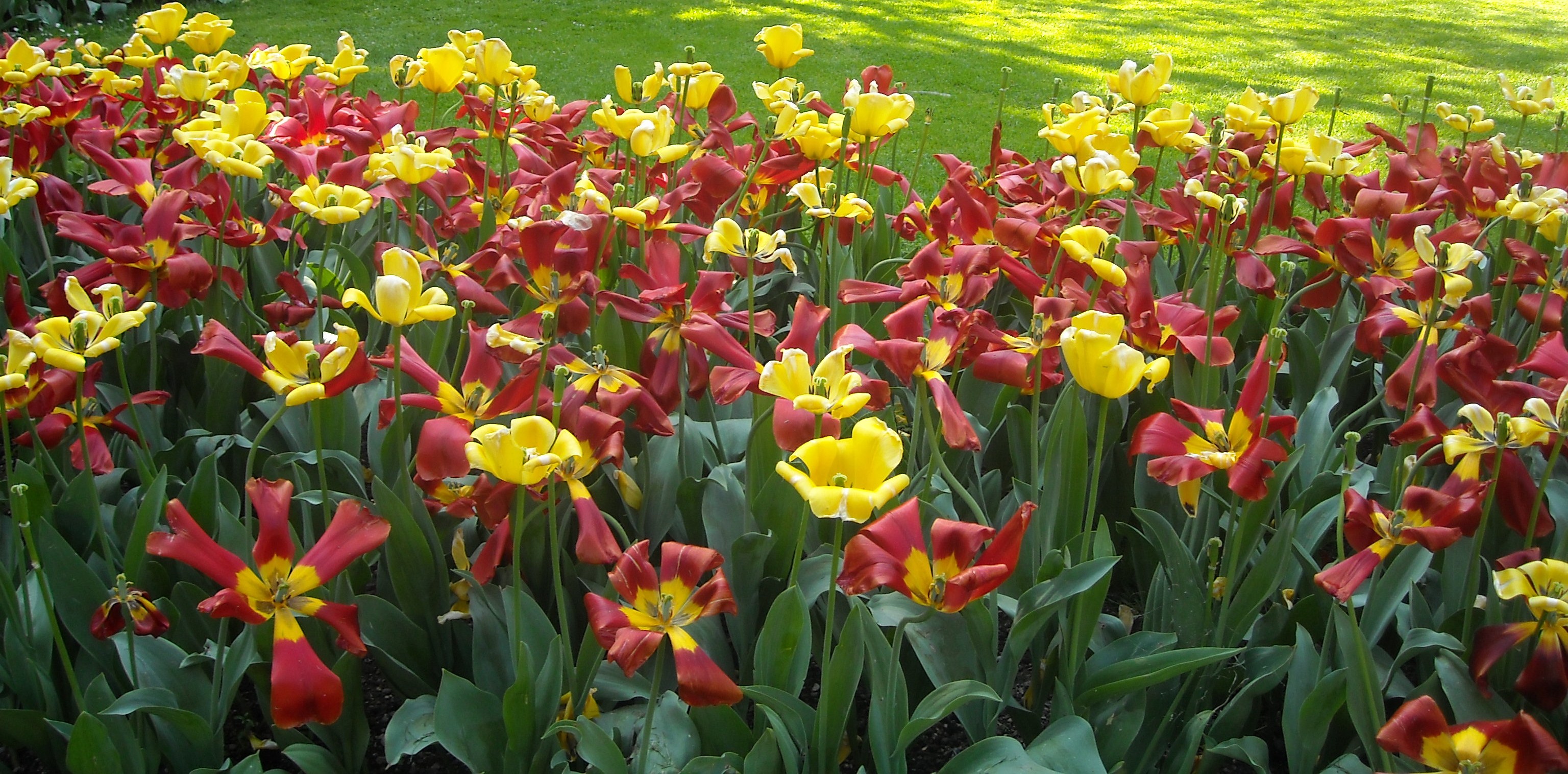 Fiori rossi e gialli