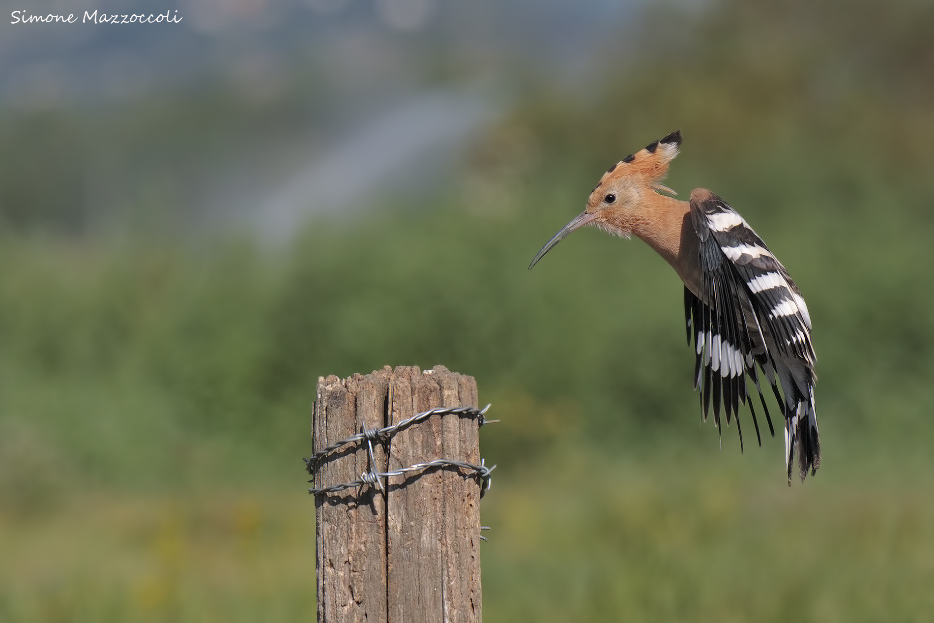 Landing hoopoe