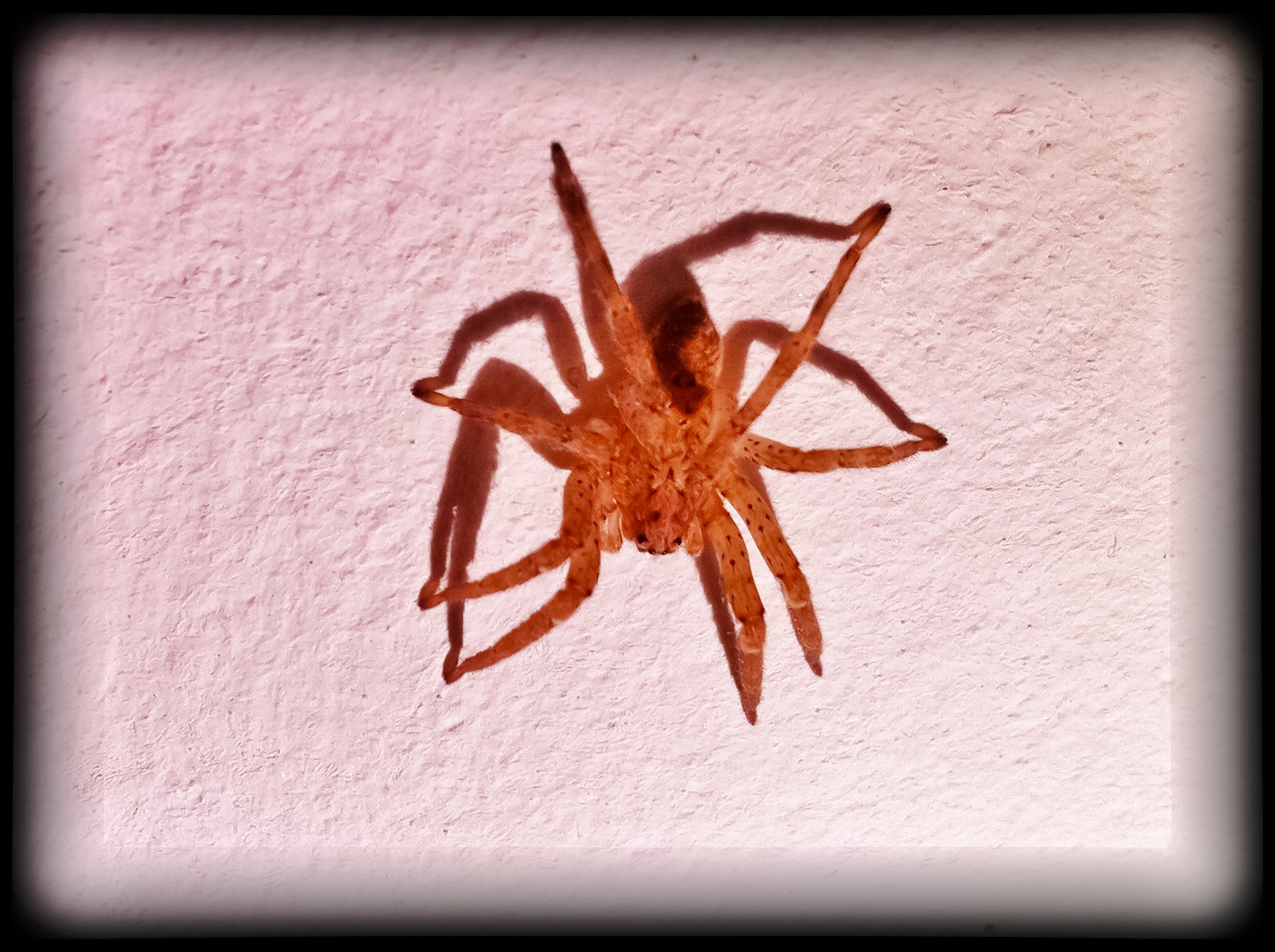 Orange spider