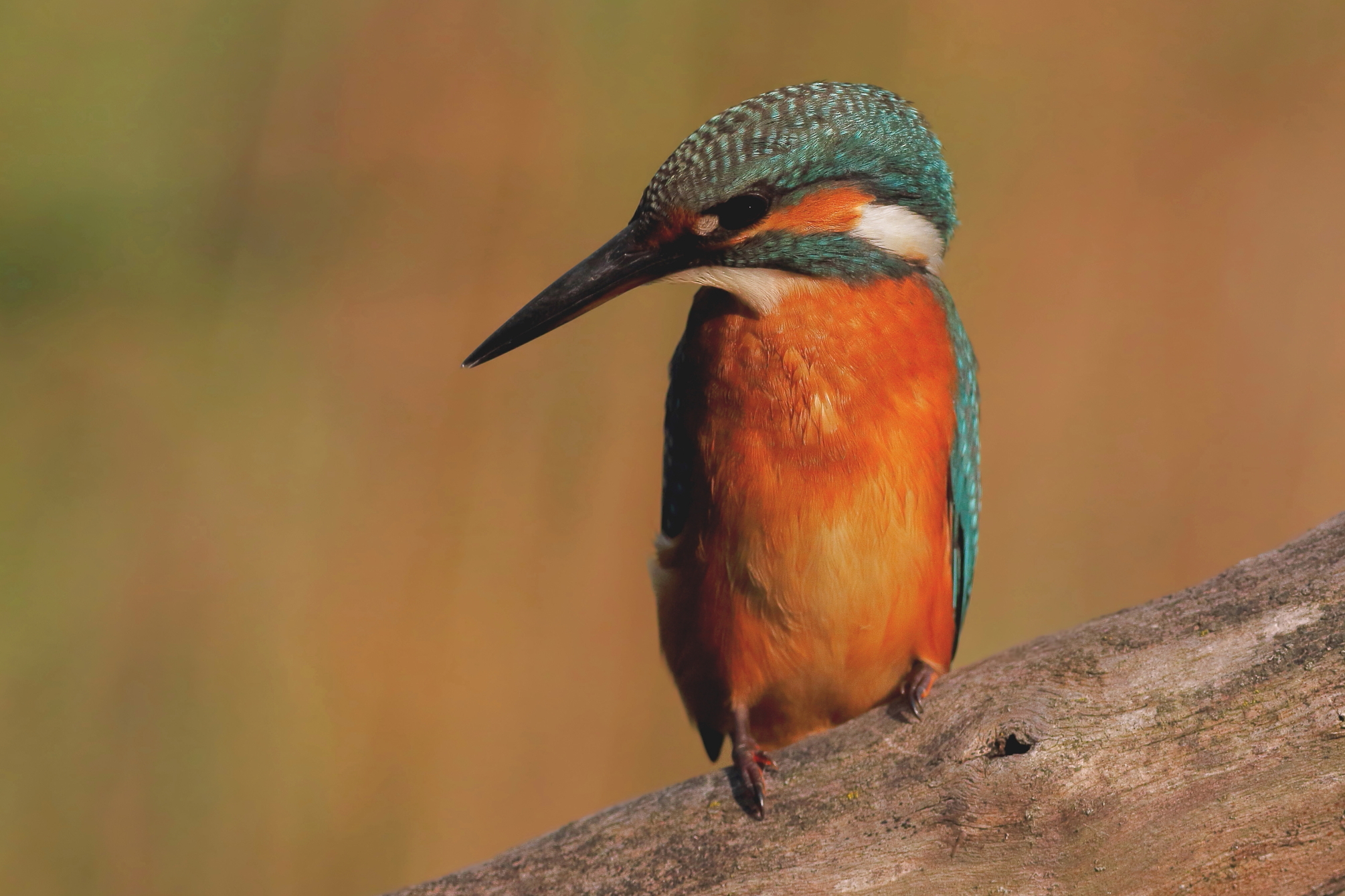 Martin pescatore tramonto avanzato