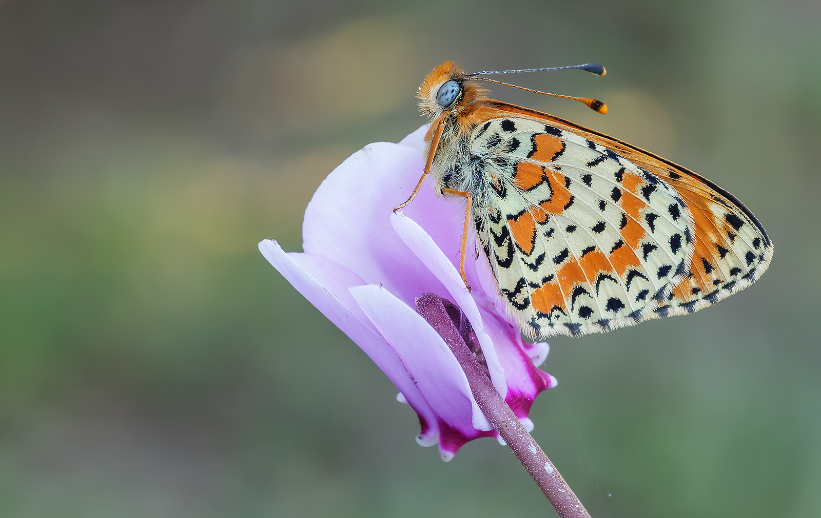 Melitaea dydima...
