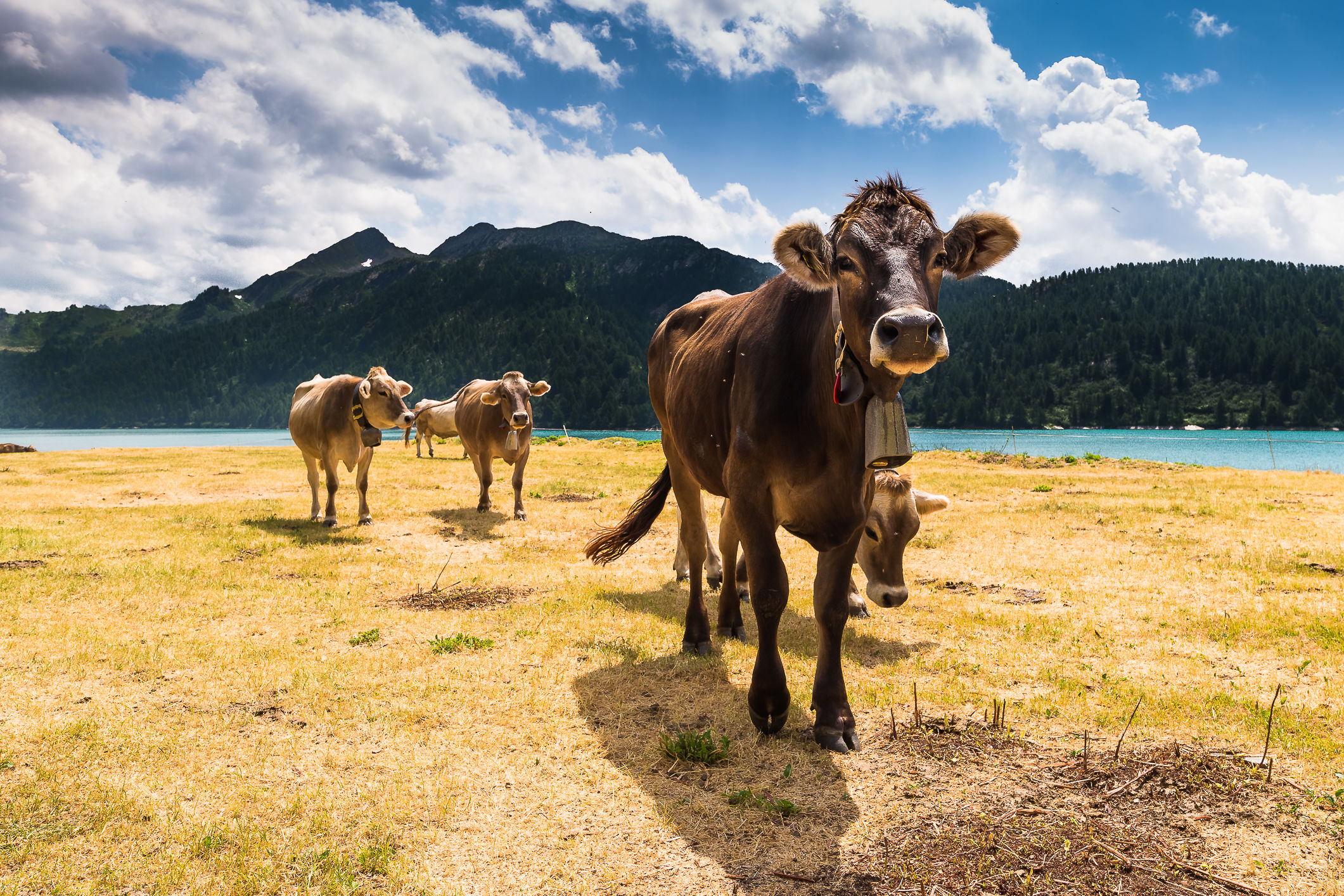 Livestock Lake Ritom