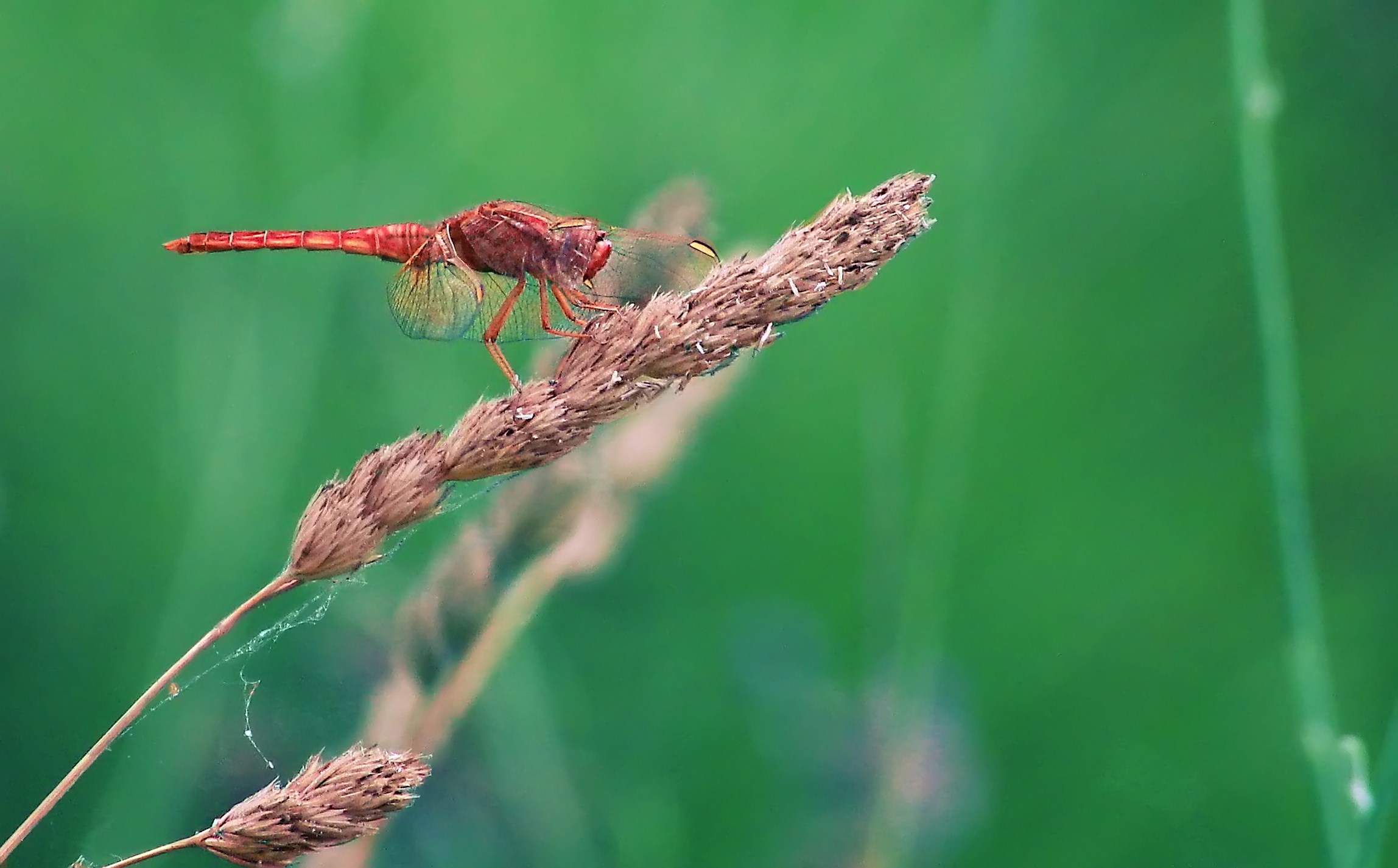 Sanguine temperament