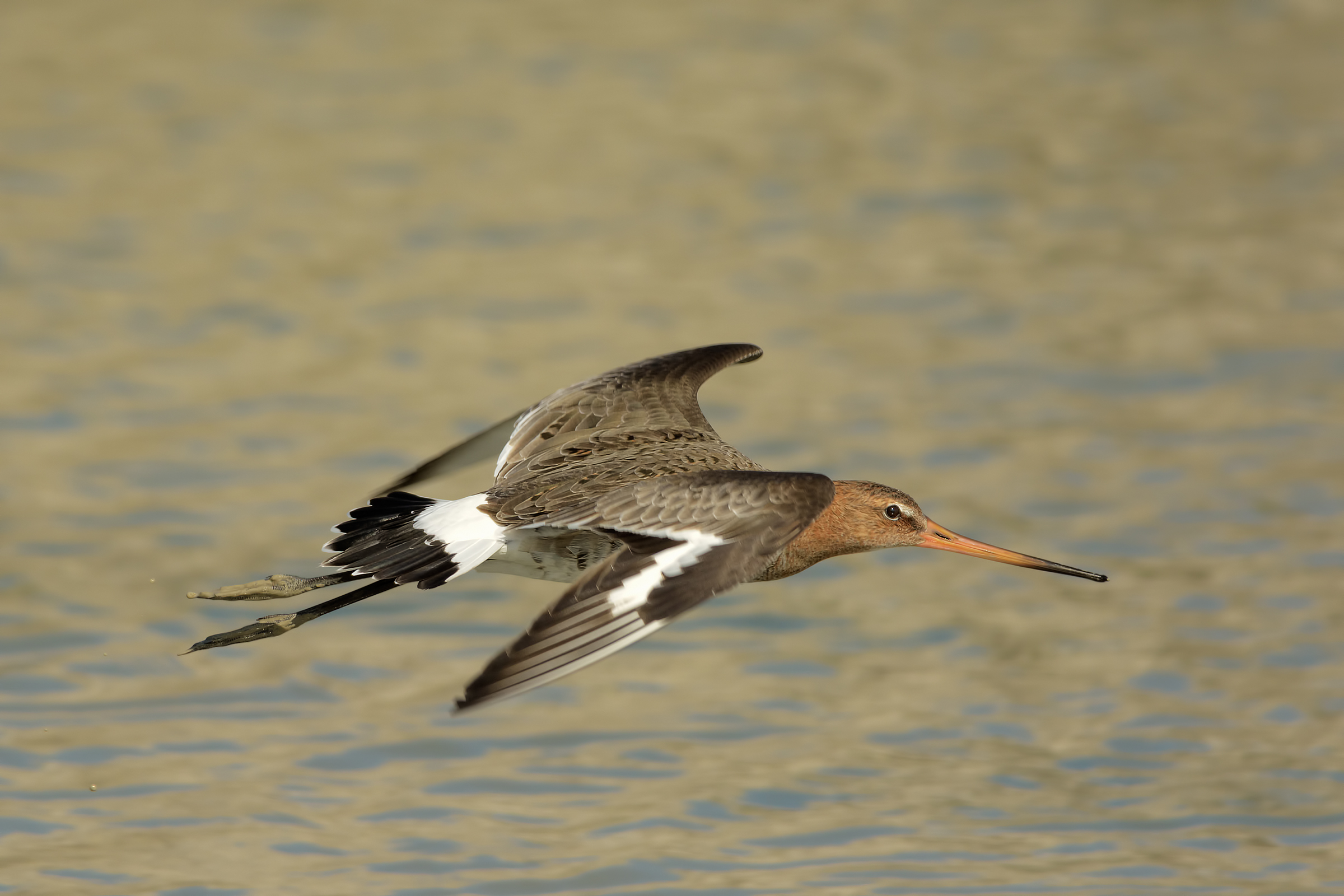 Pittima reale (Limosa limosa)