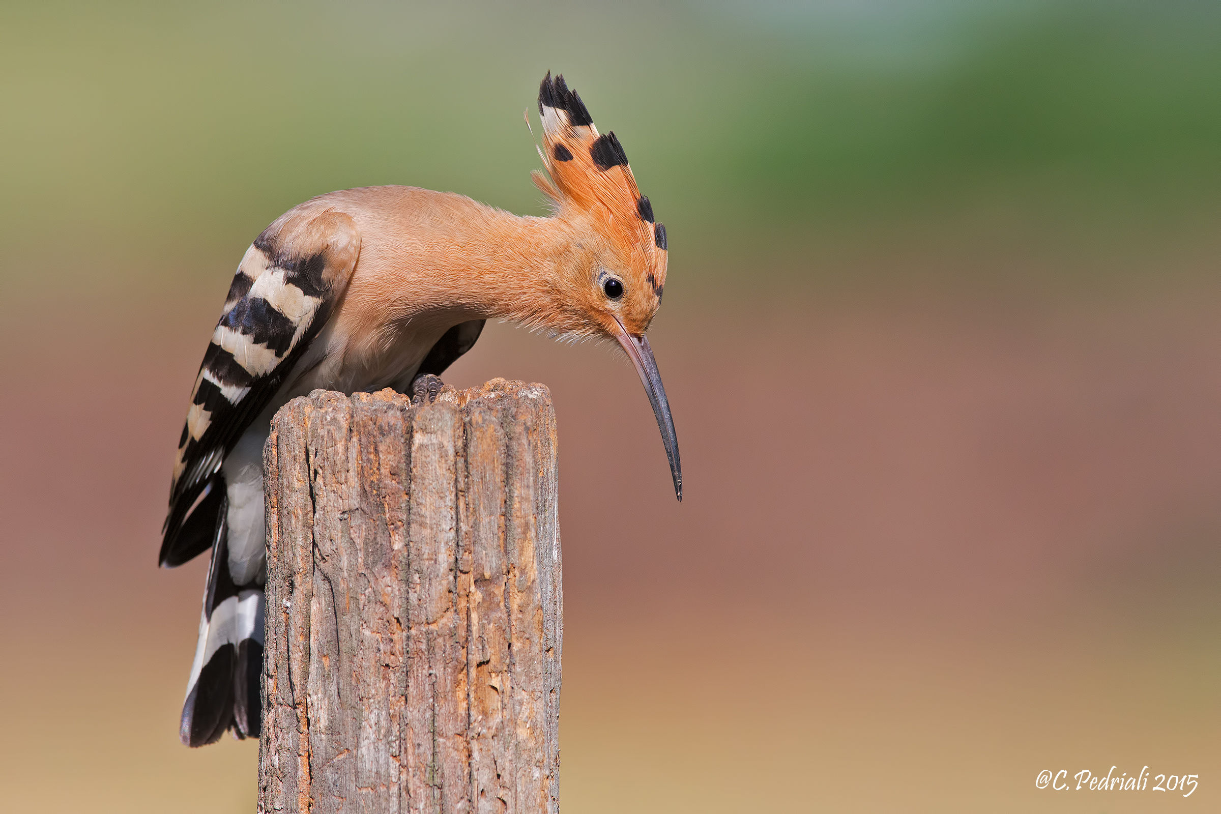 Hoopoe ...