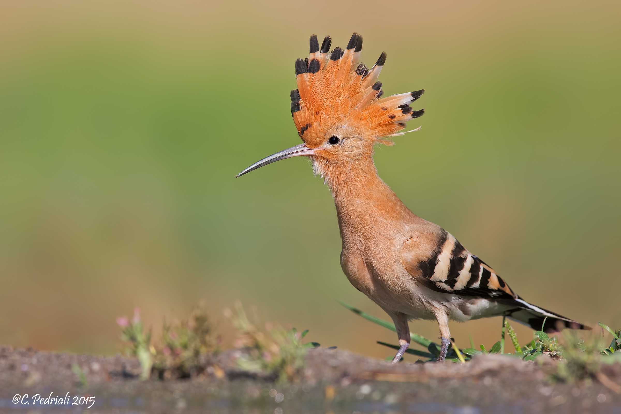 Hoopoe