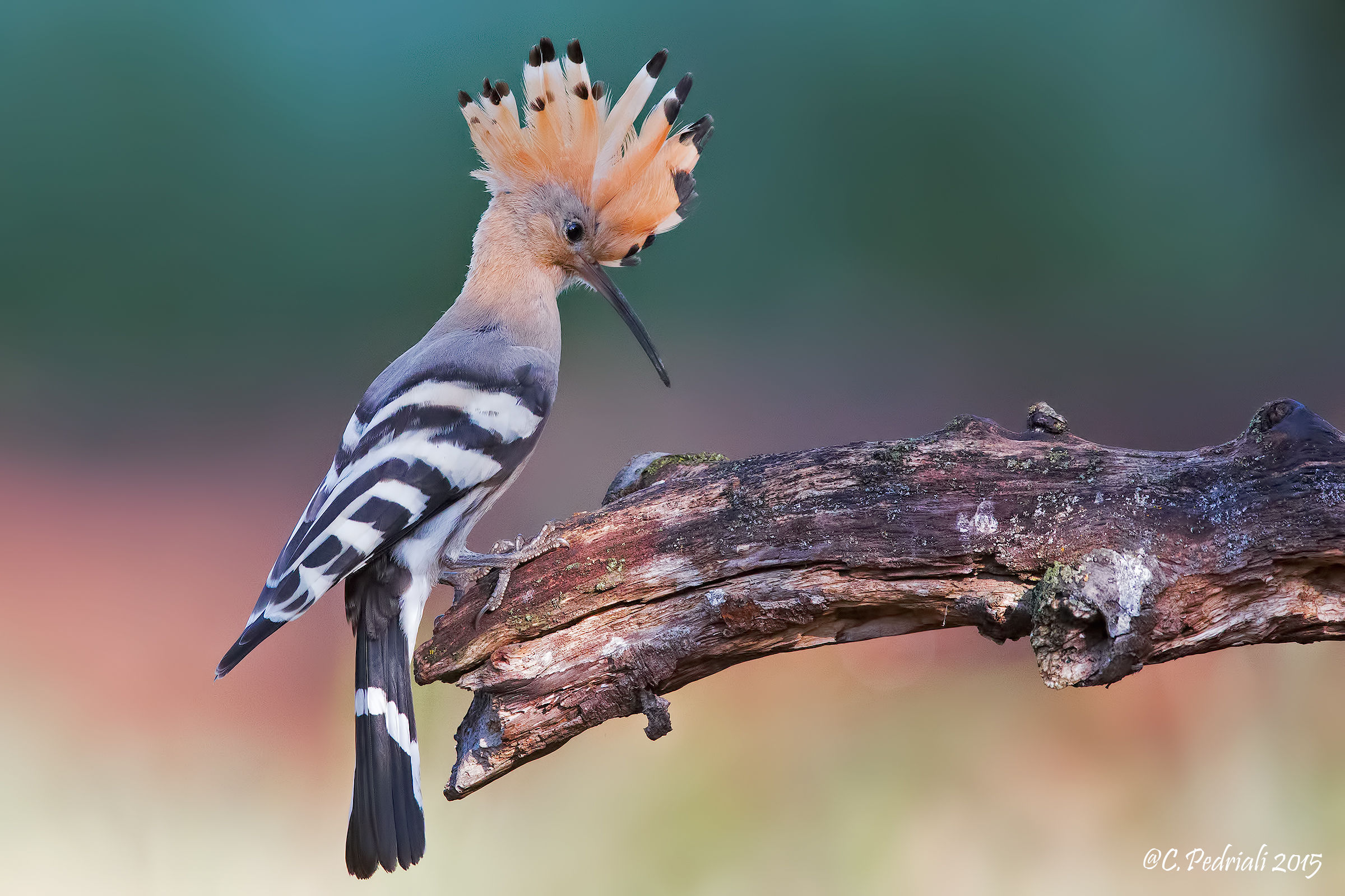 Hoopoe .. coming to roost ...