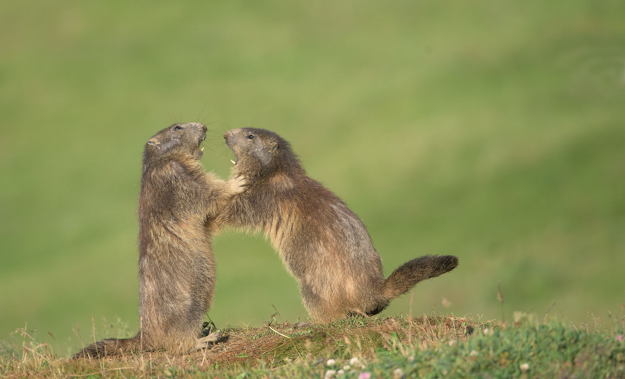 Alpine Marmot: Marmota marmota