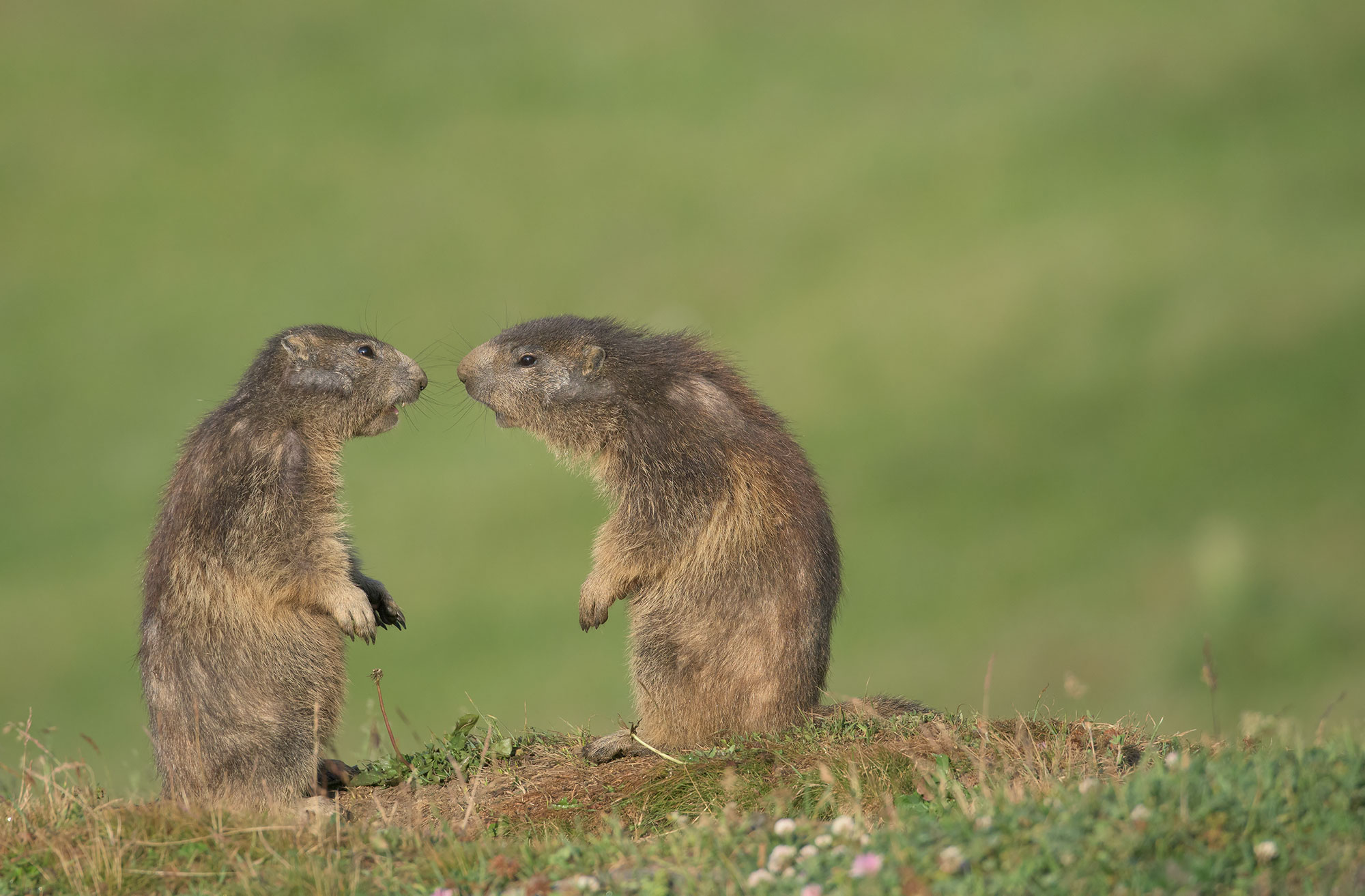 Alpine Marmot: Marmota marmota