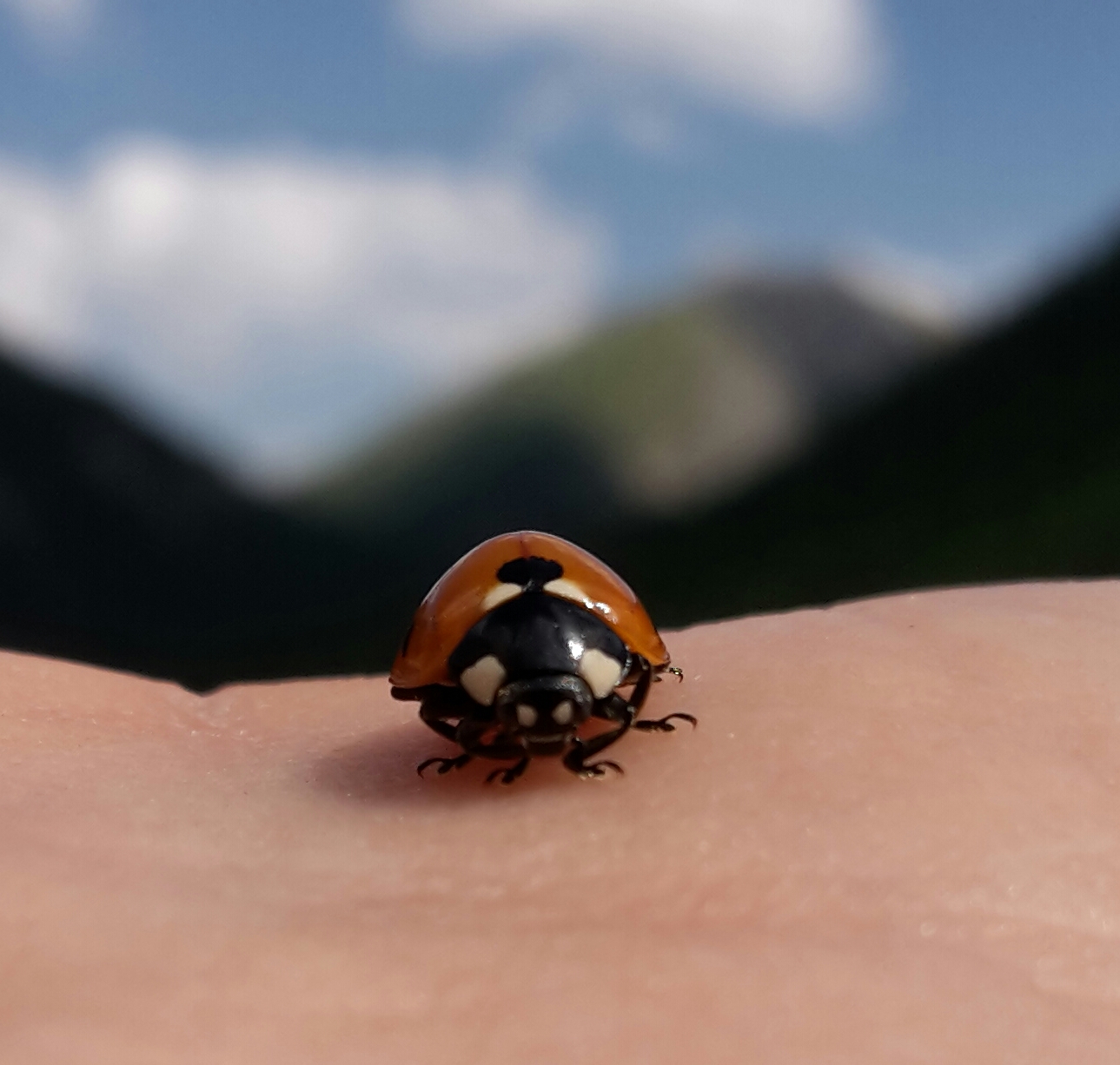 coccinella