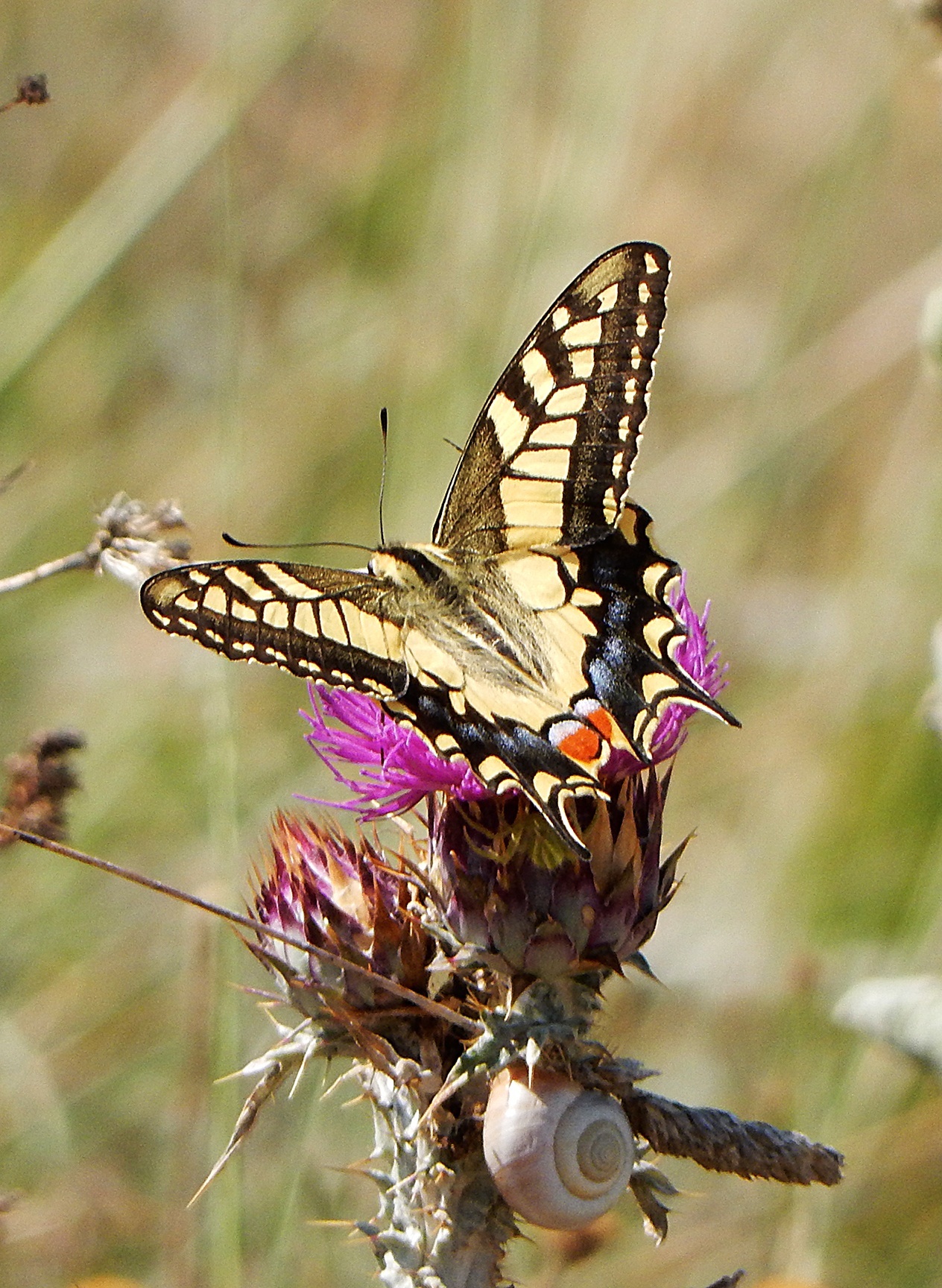 And that butterfly !!!