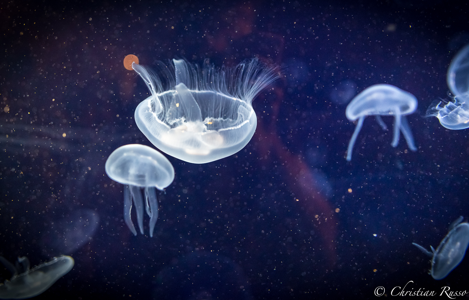 Return to the Blue Lagoon