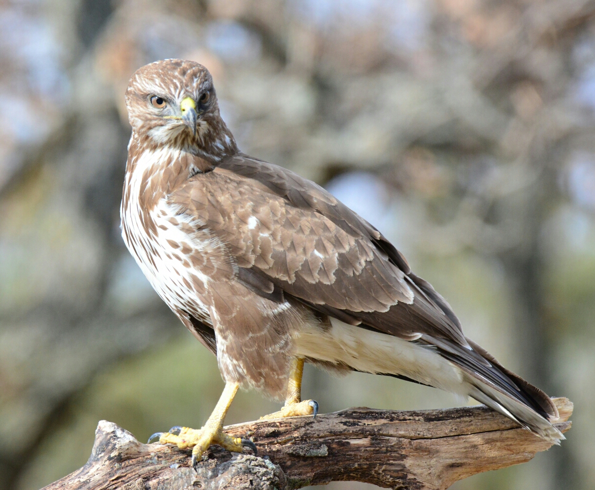 Buzzard posing