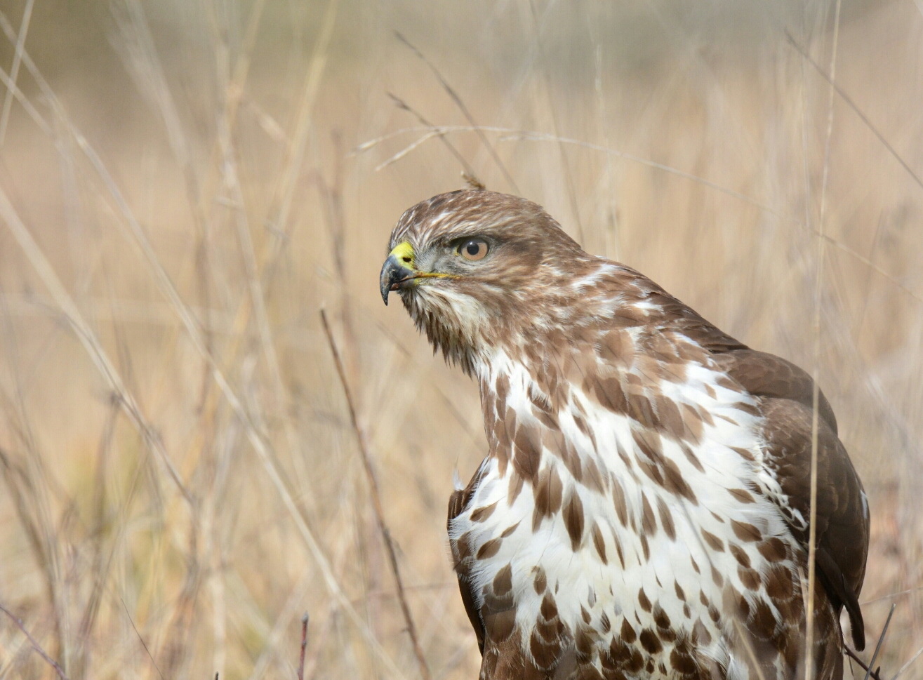 buzzard curious
