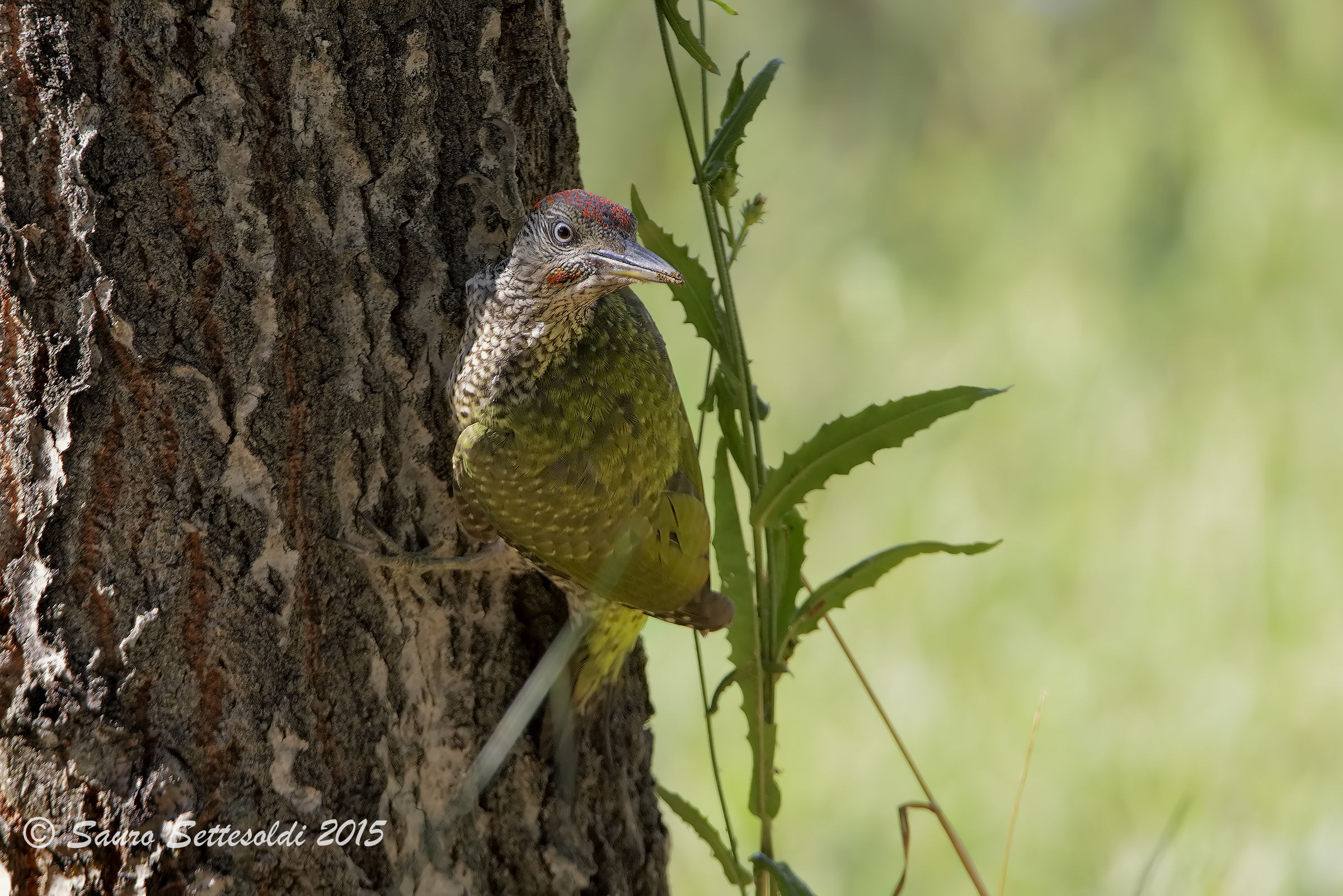 Picchio verde immaturo