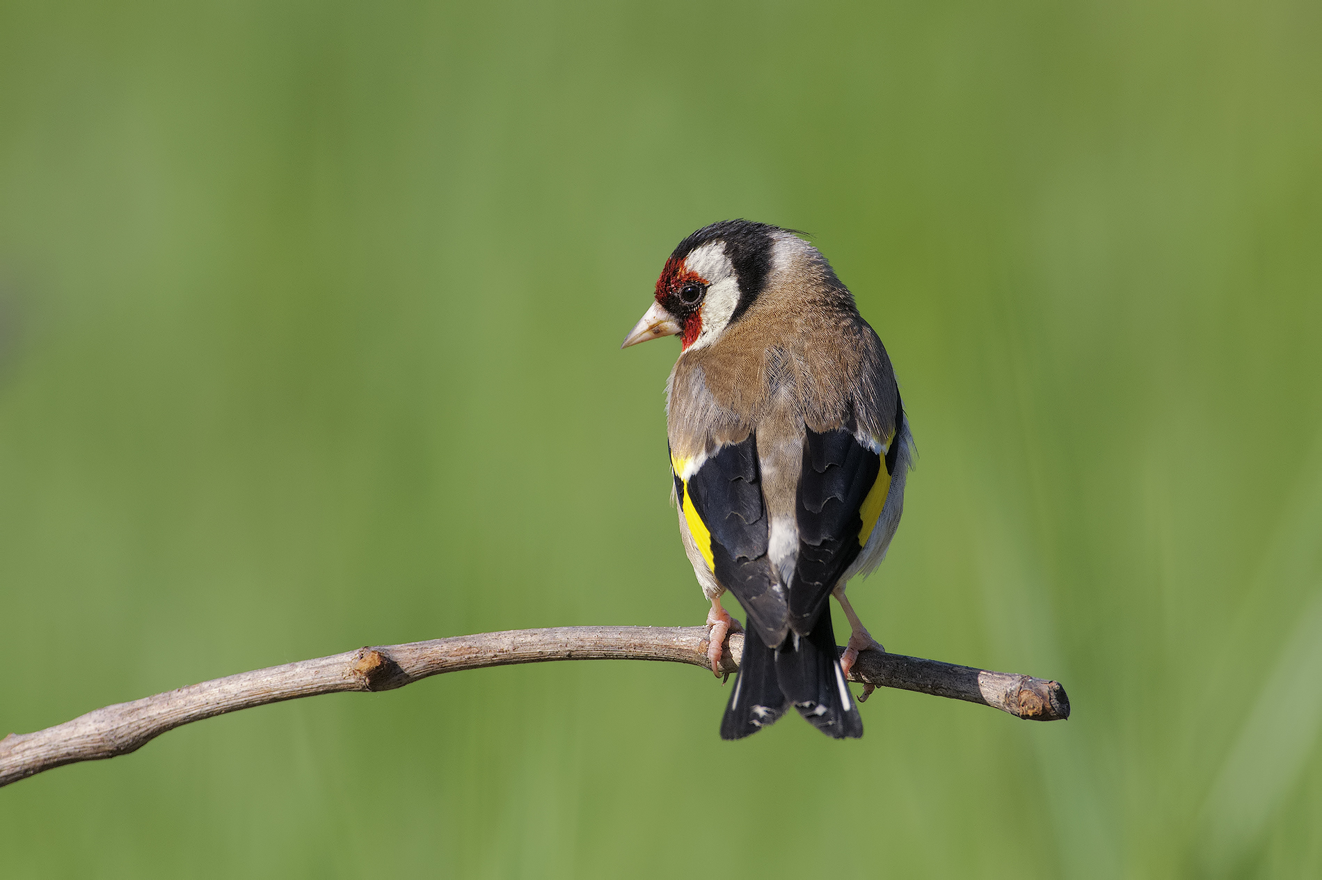 Goldfinch