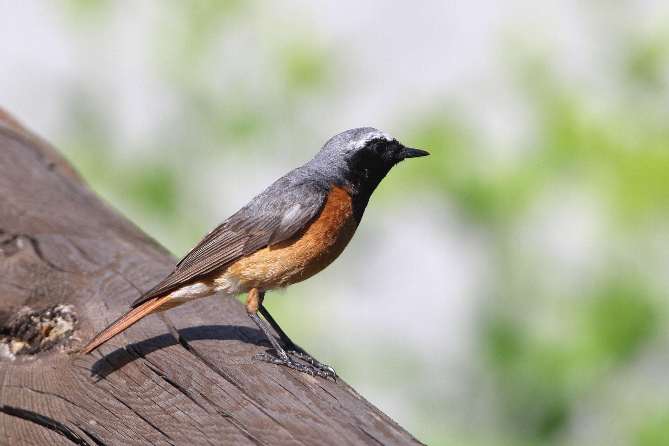 Redstart m. 1