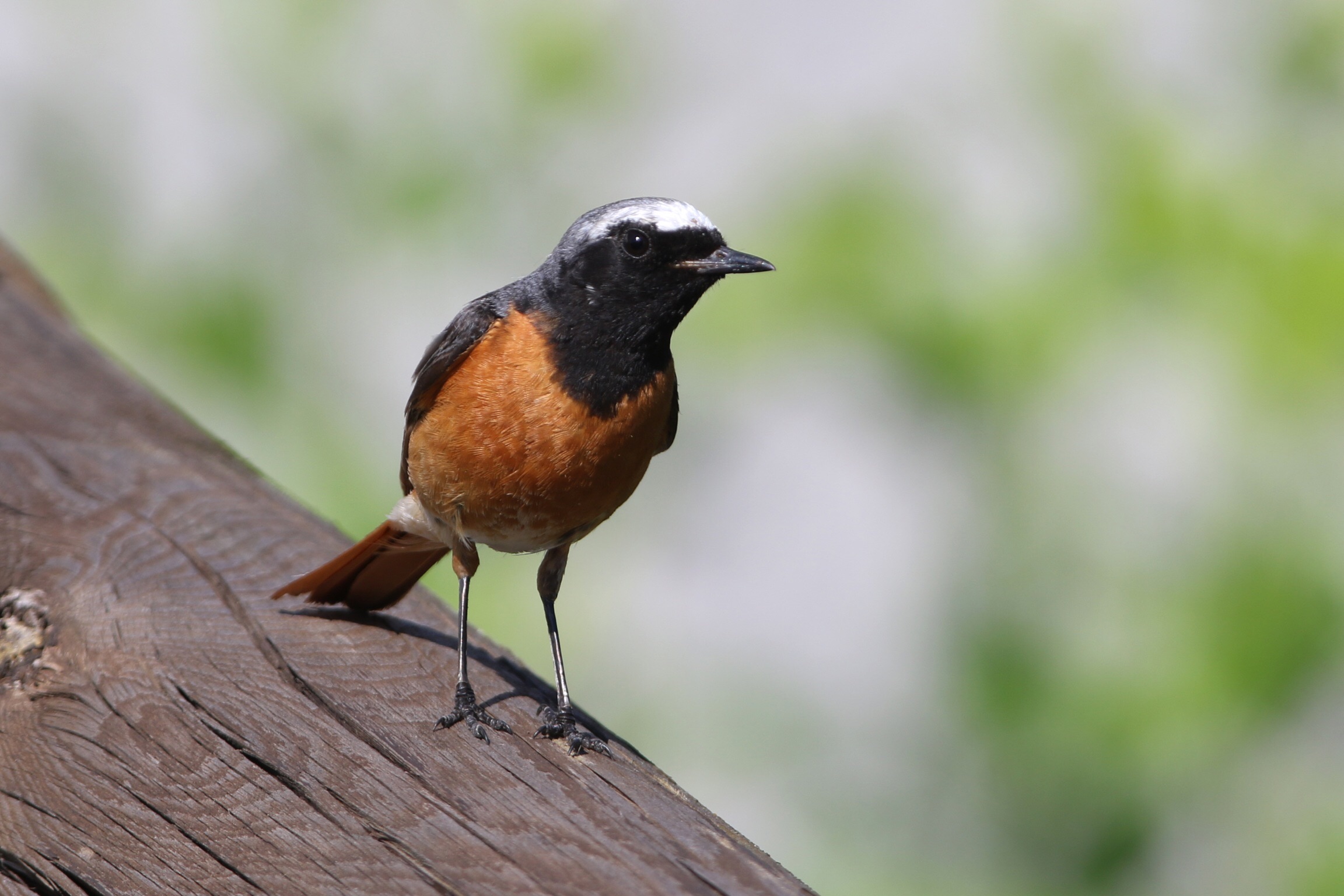 Redstart m. 2
