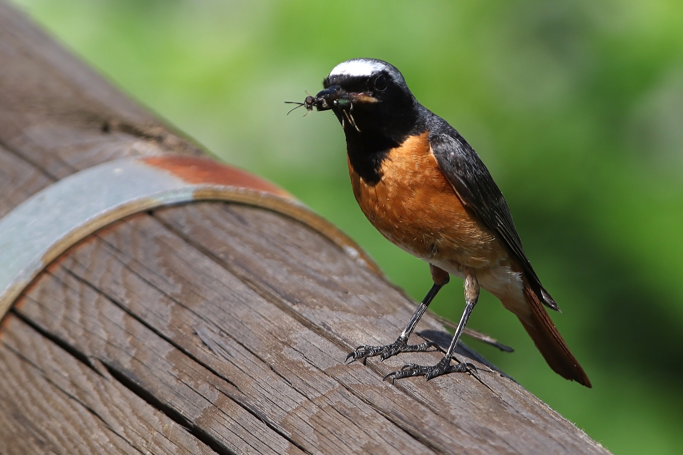Redstart m. with prey