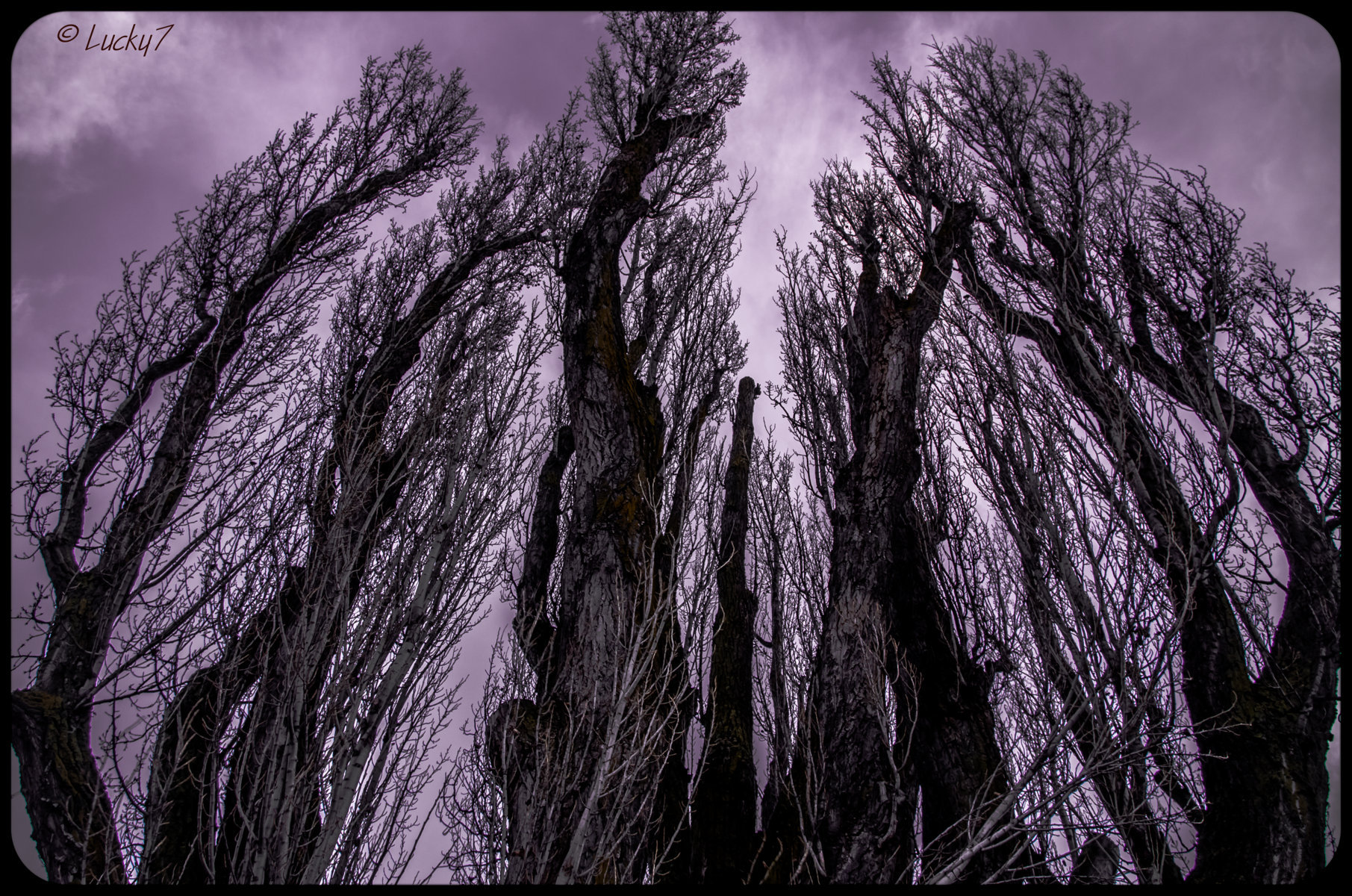 Trees: between Land and Sky