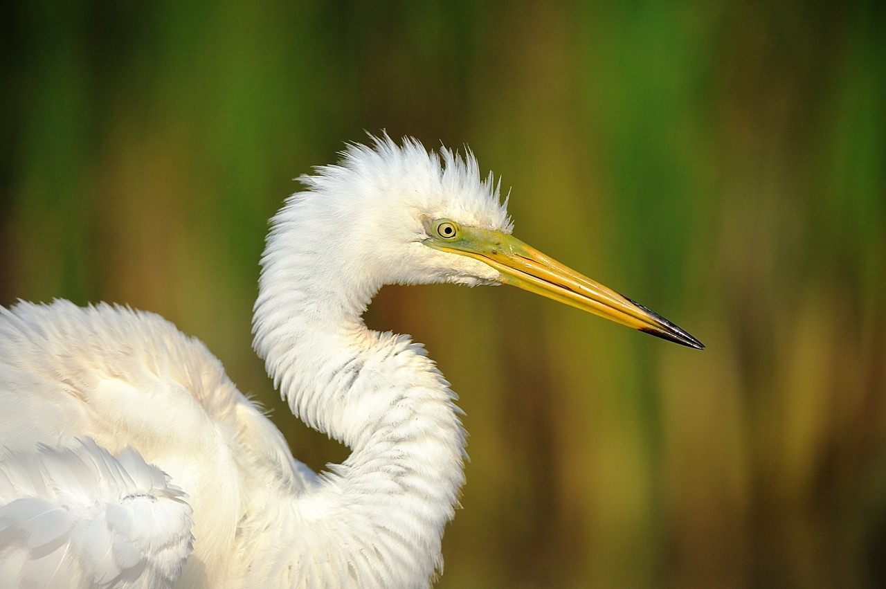 Egret