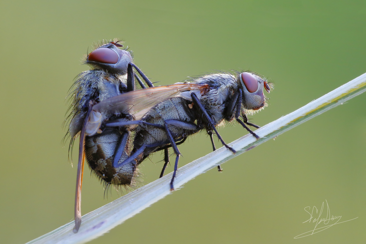Il solito guastafeste.....con la reflex :-)
